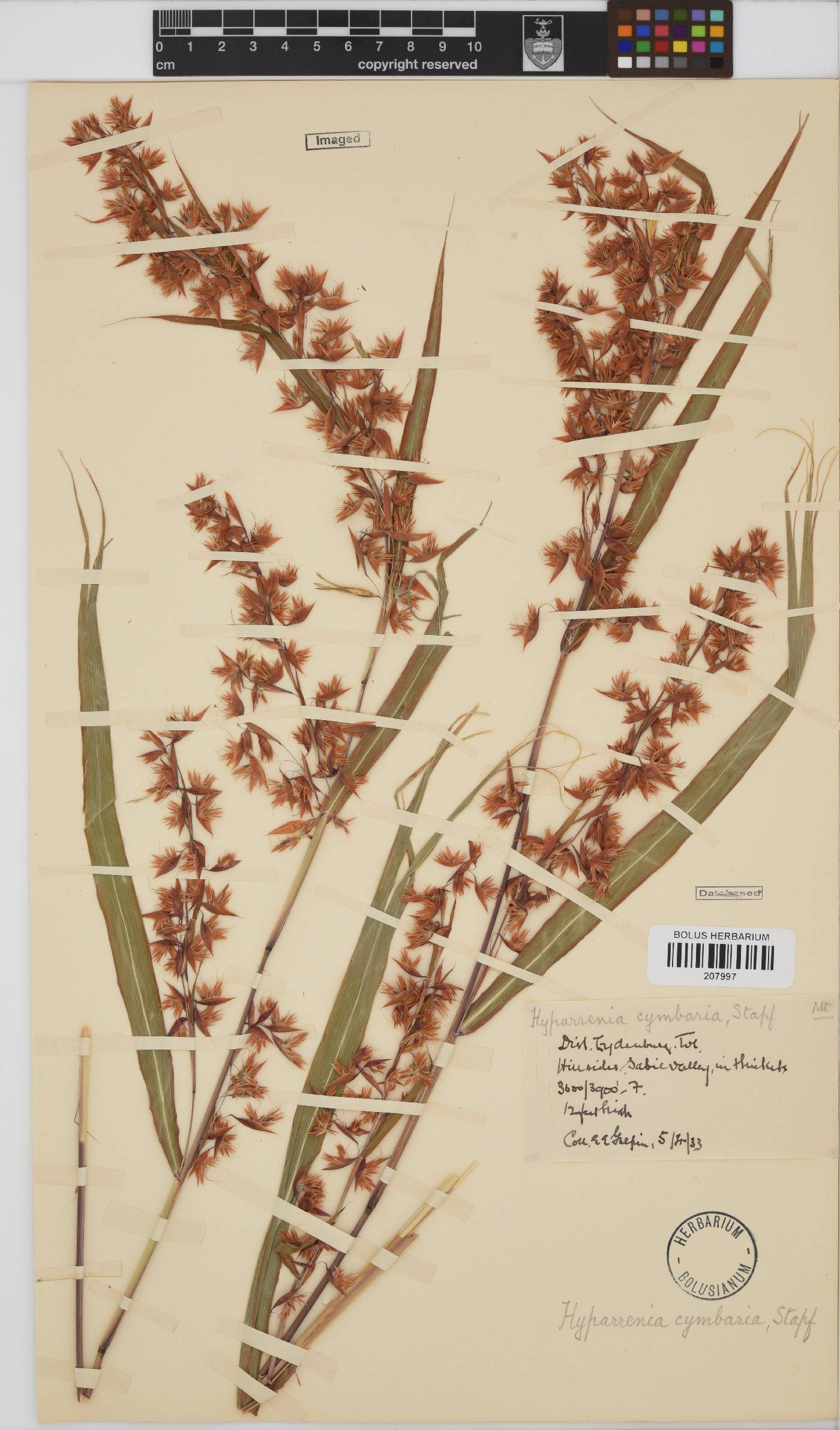 Hyparrhenia cymbaria image