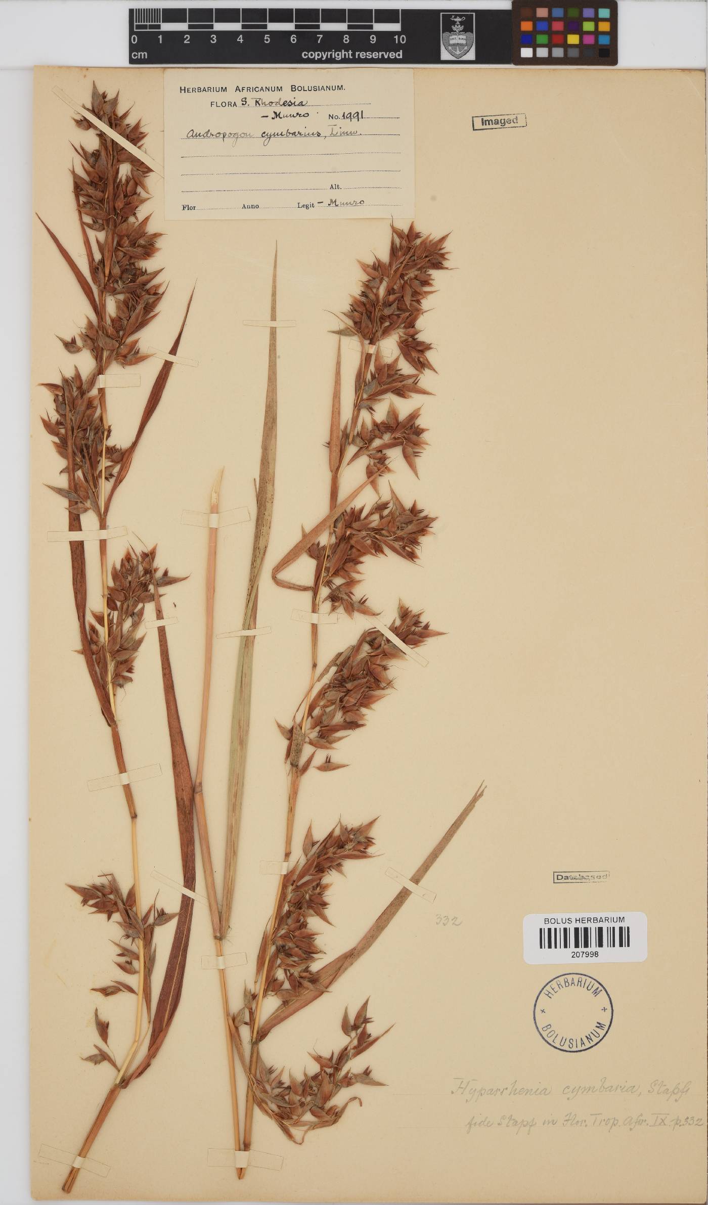 Hyparrhenia cymbaria image