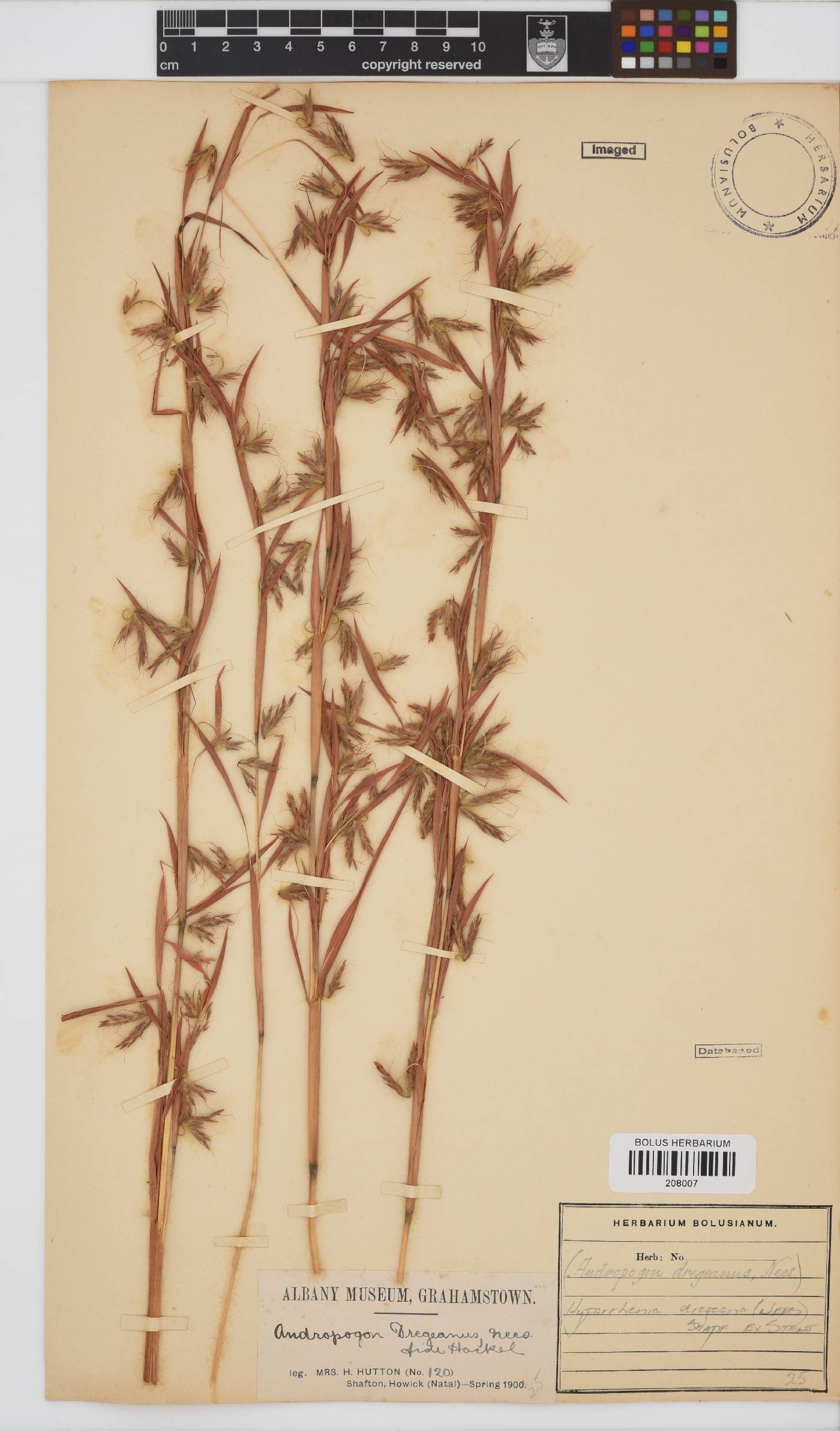 Hyparrhenia dregeana image