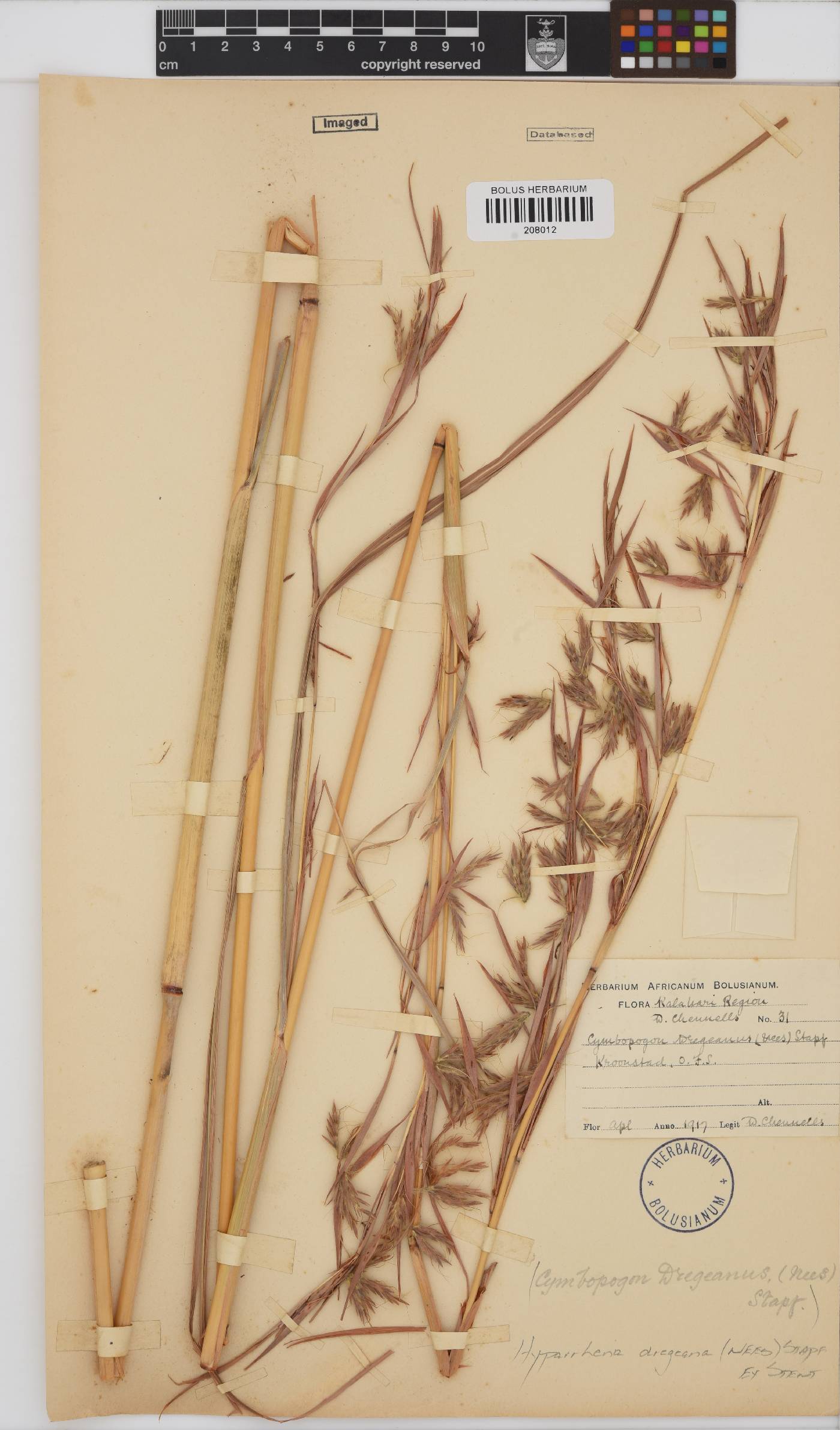 Hyparrhenia dregeana image
