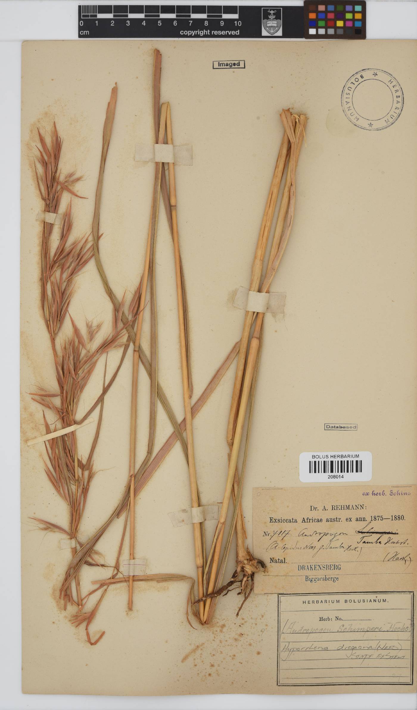 Hyparrhenia image
