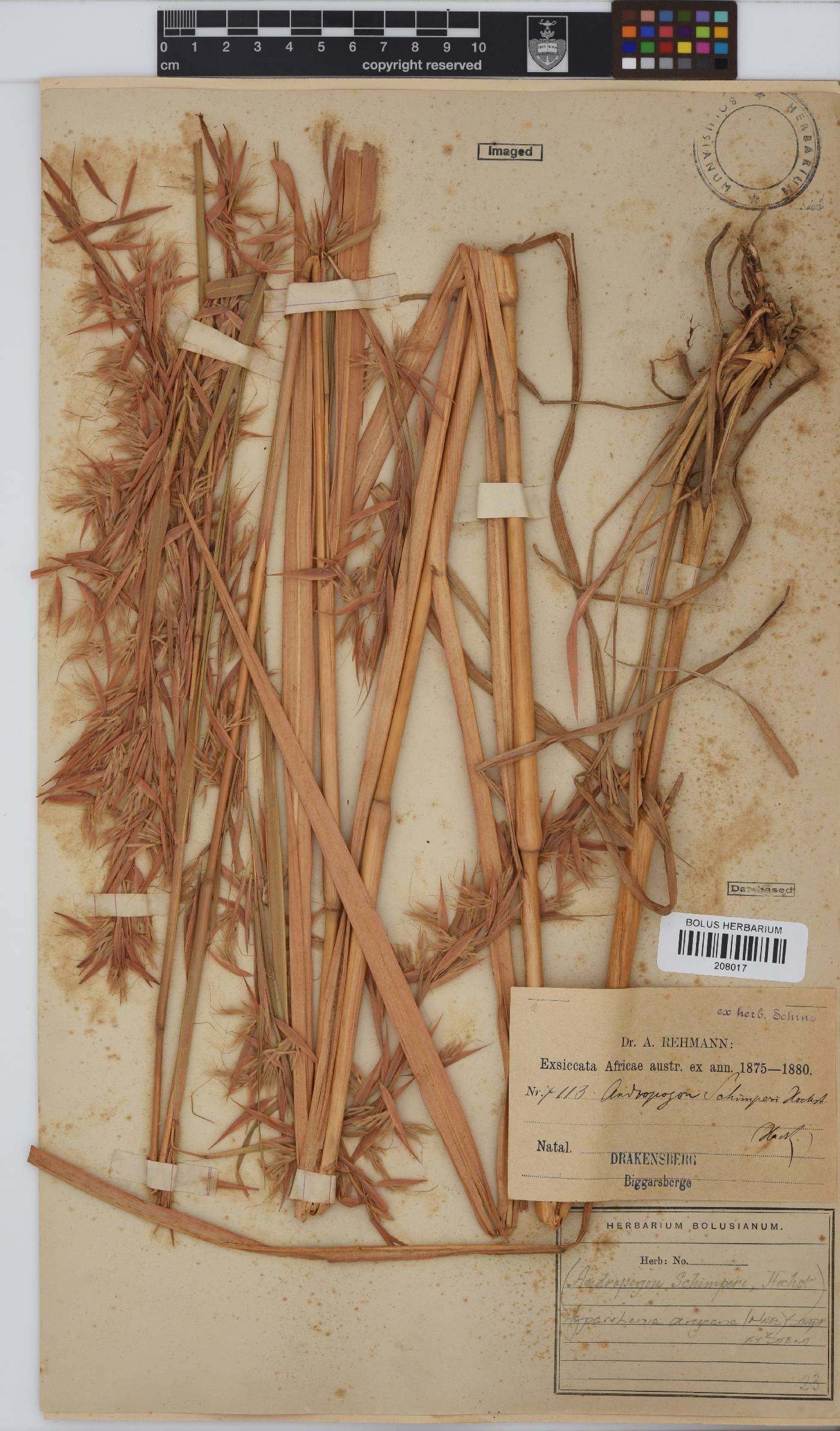 Hyparrhenia dregeana image