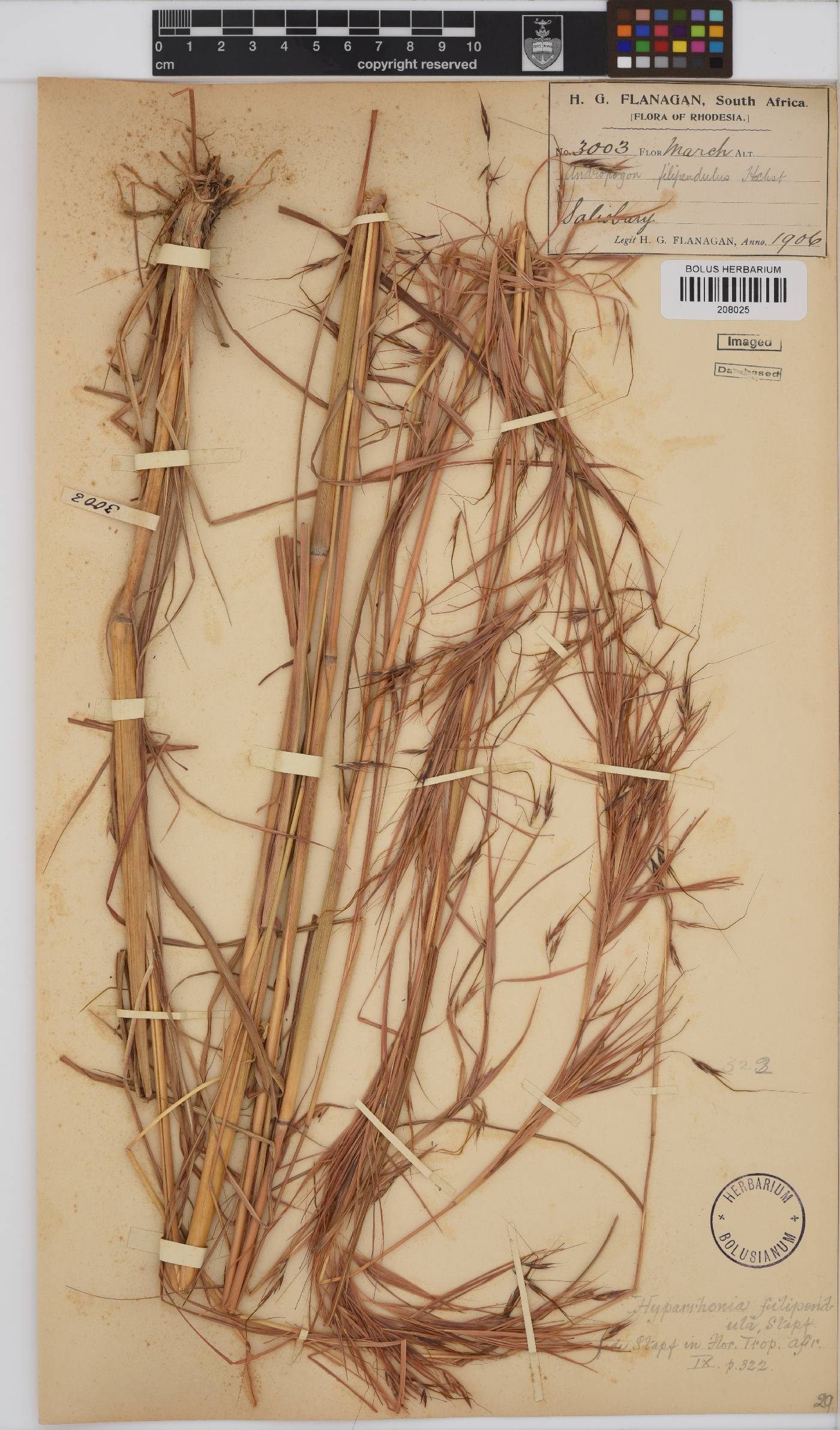 Hyparrhenia filipendula image