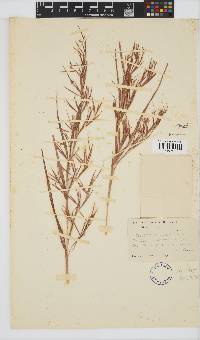 Hyparrhenia filipendula image