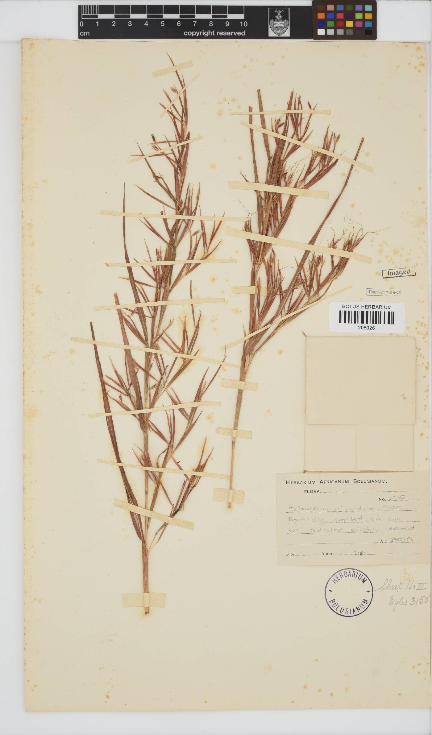 Hyparrhenia filipendula image