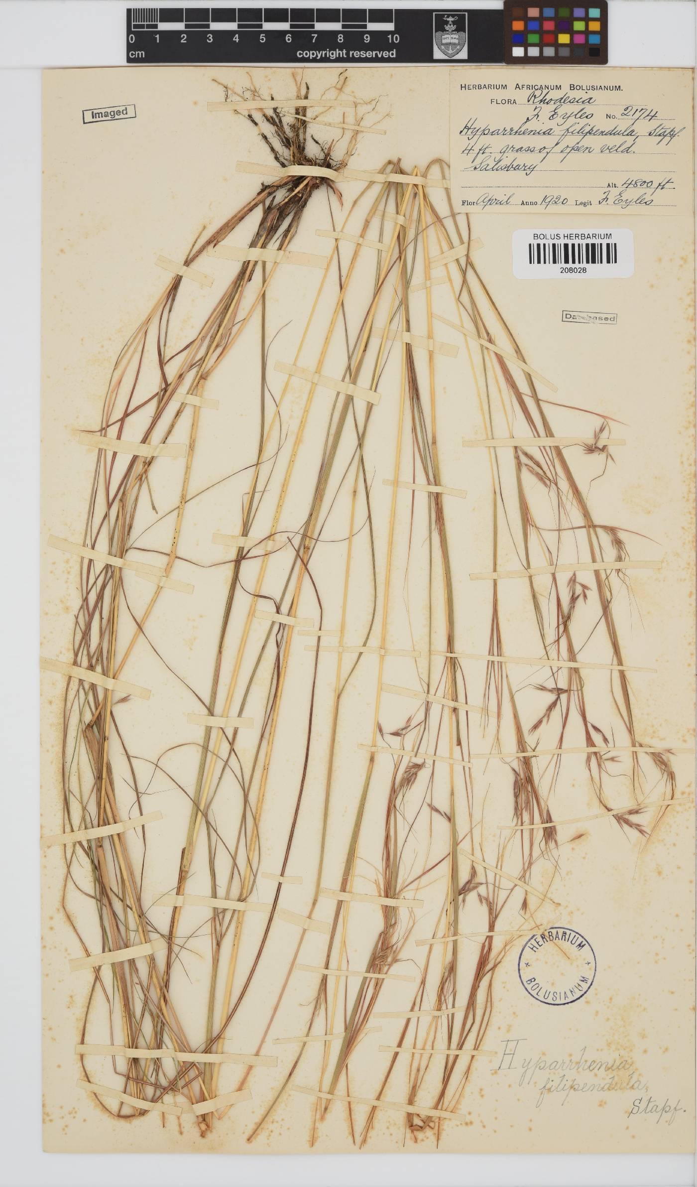 Hyparrhenia filipendula image