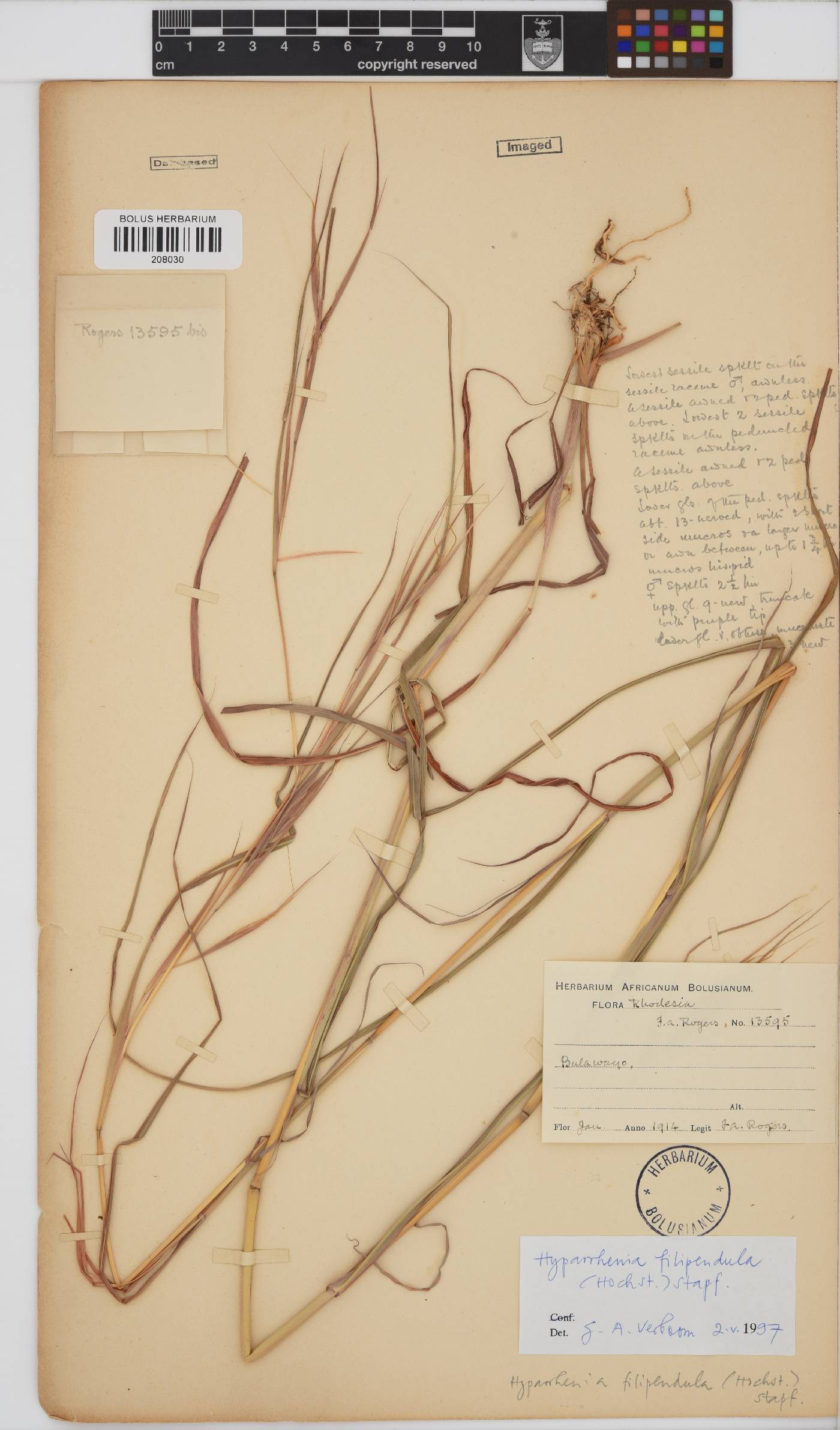 Hyparrhenia image