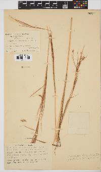 Hyparrhenia filipendula image