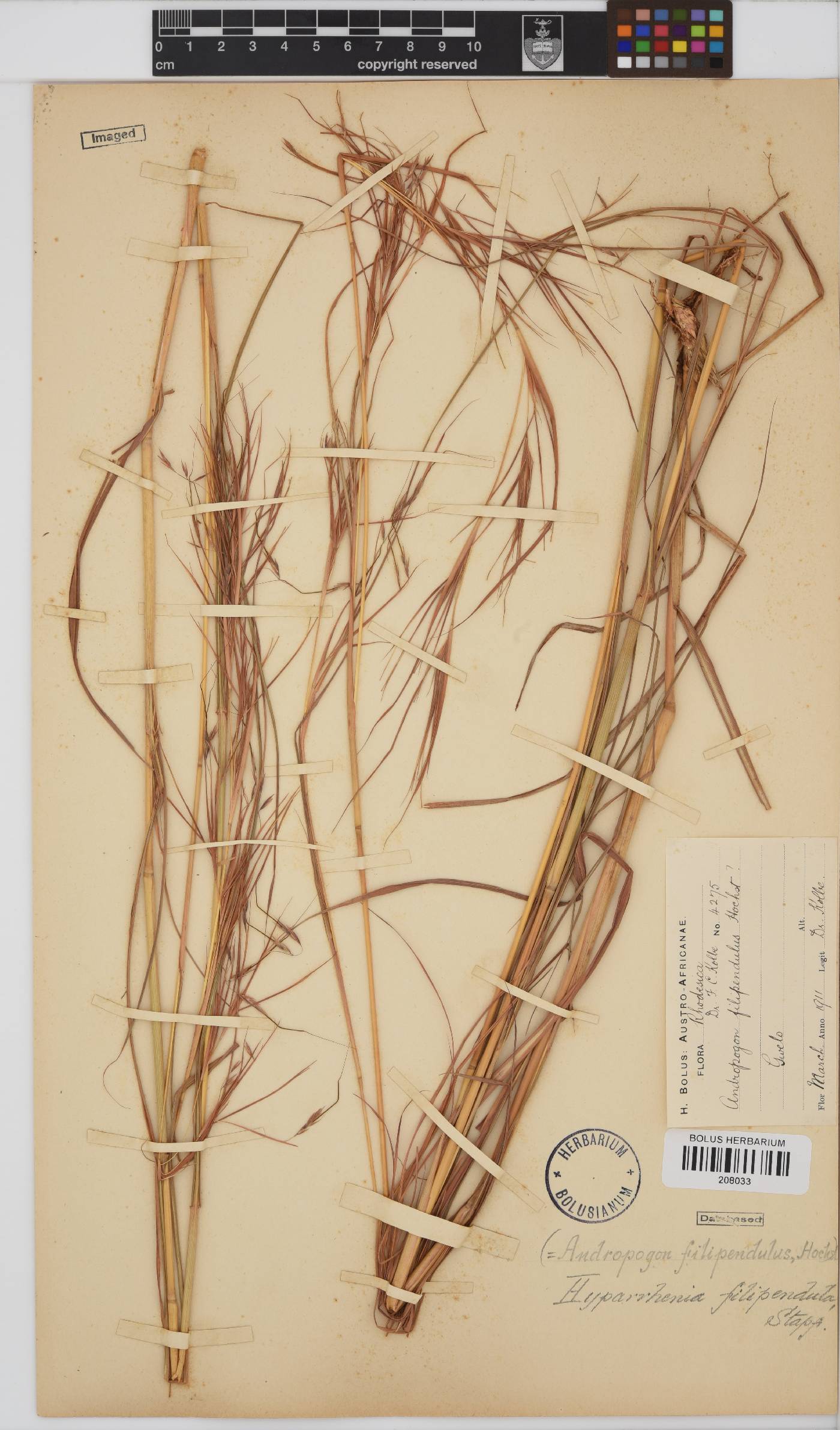 Hyparrhenia filipendula image