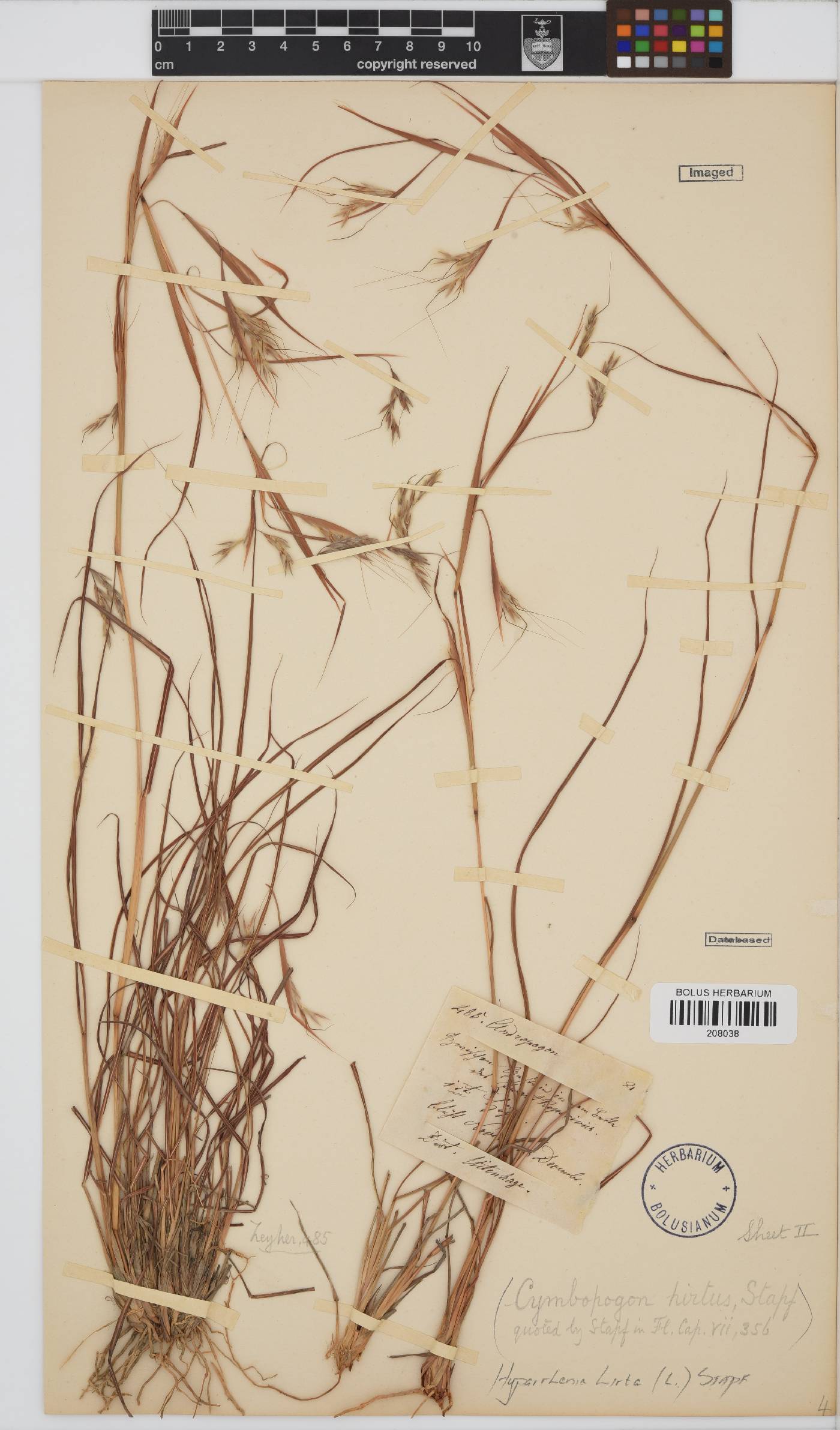 Hyparrhenia hirta image