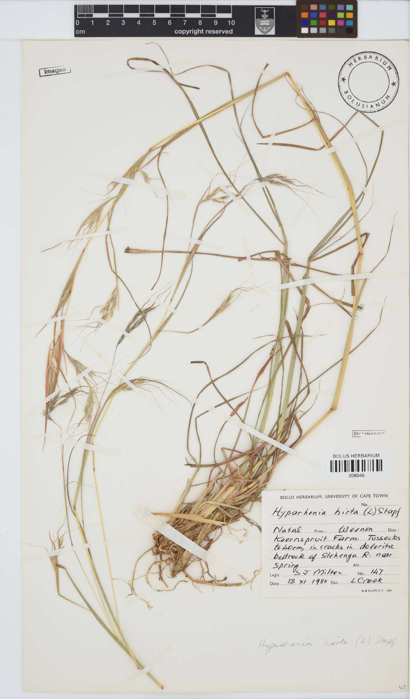 Hyparrhenia hirta image