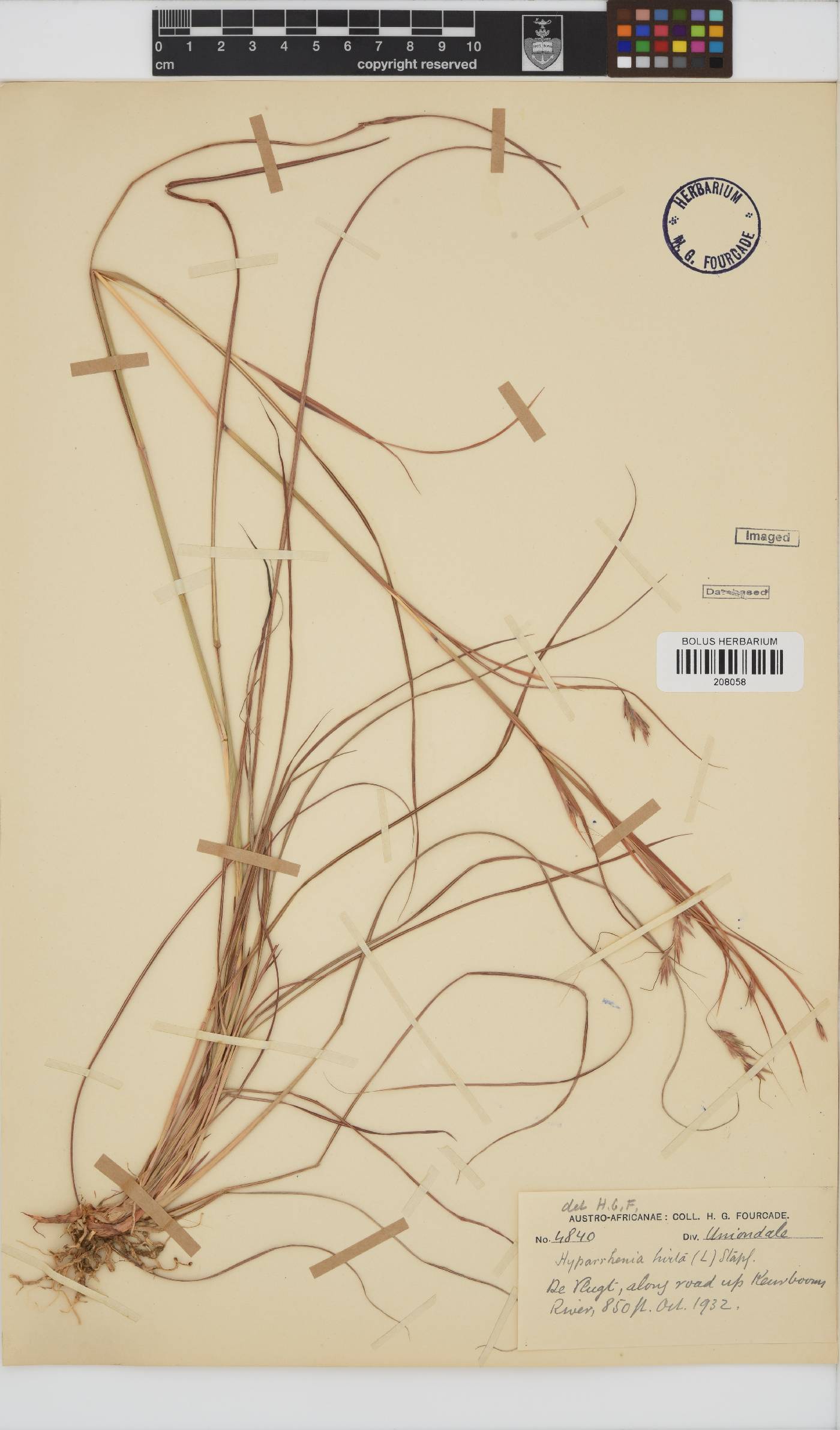 Hyparrhenia hirta image