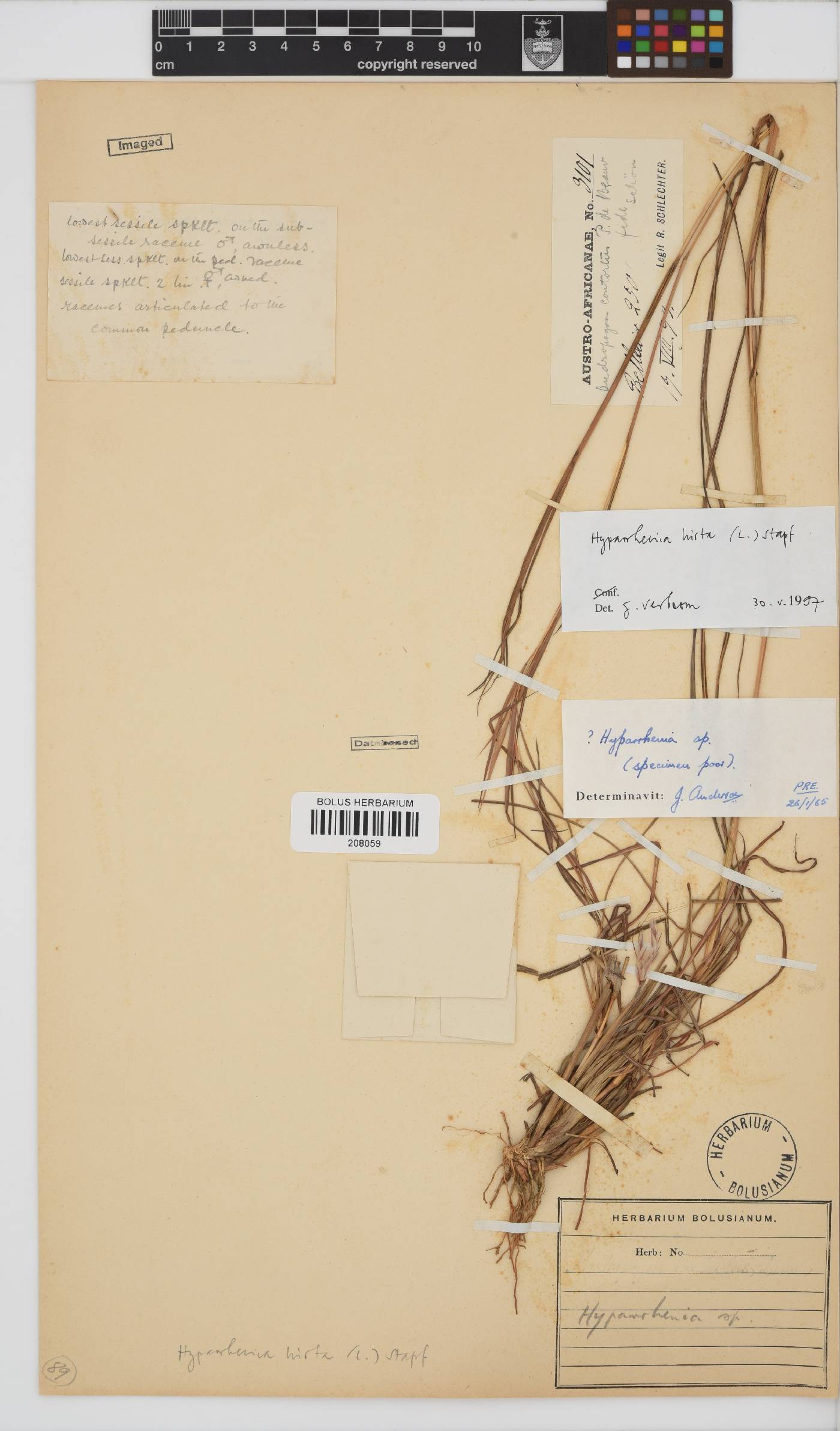 Hyparrhenia hirta image