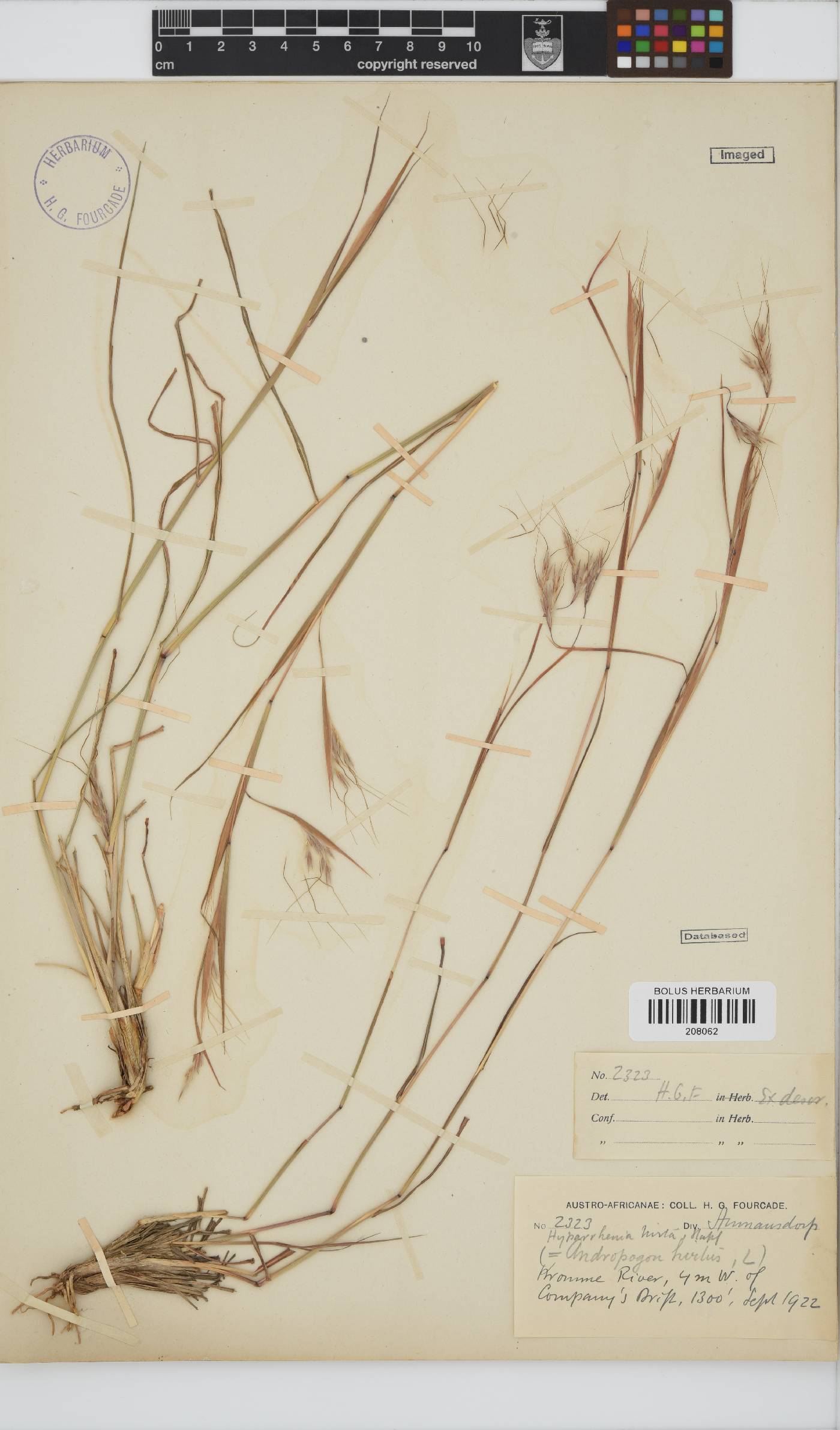 Hyparrhenia hirta image
