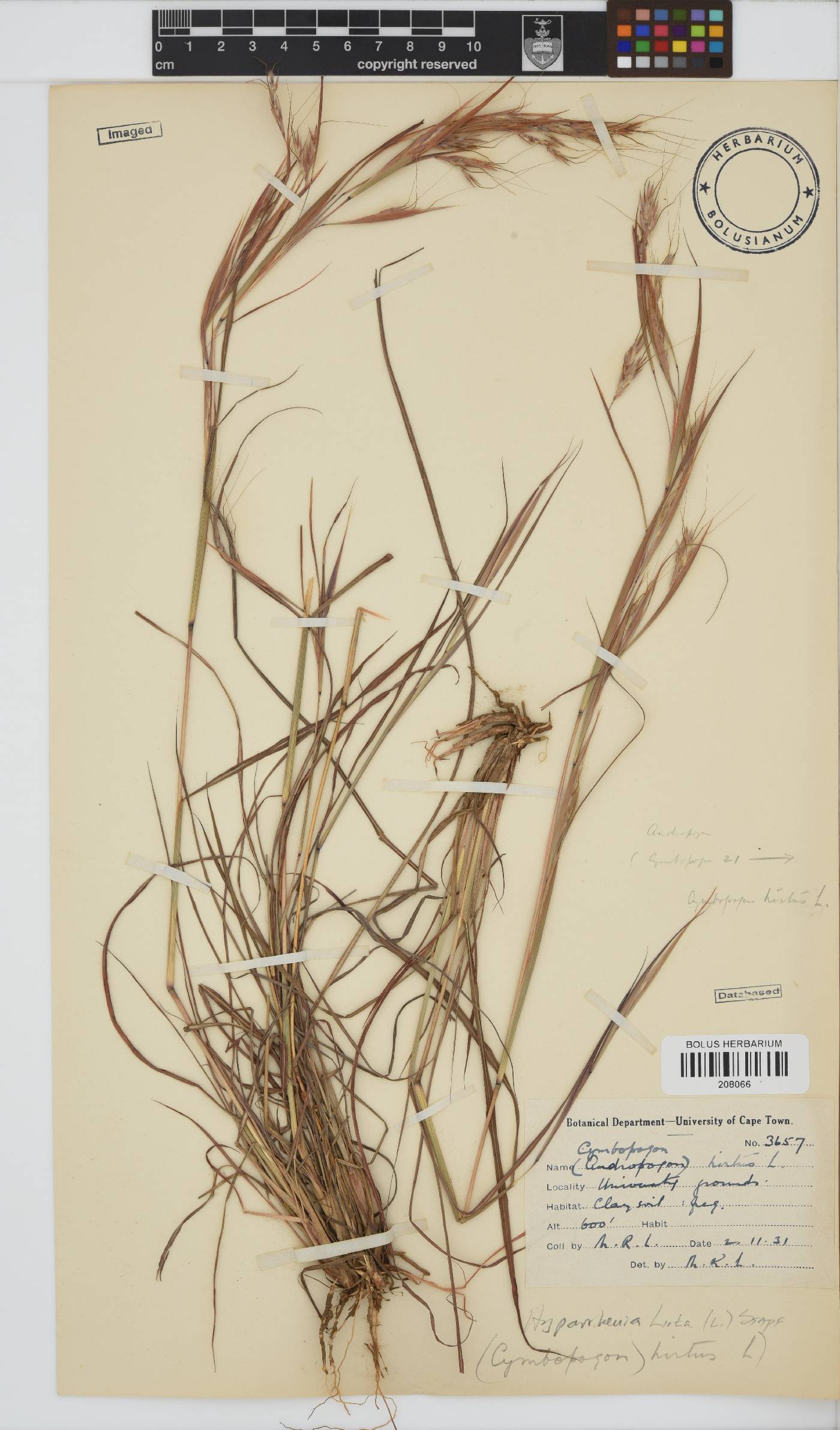 Hyparrhenia image