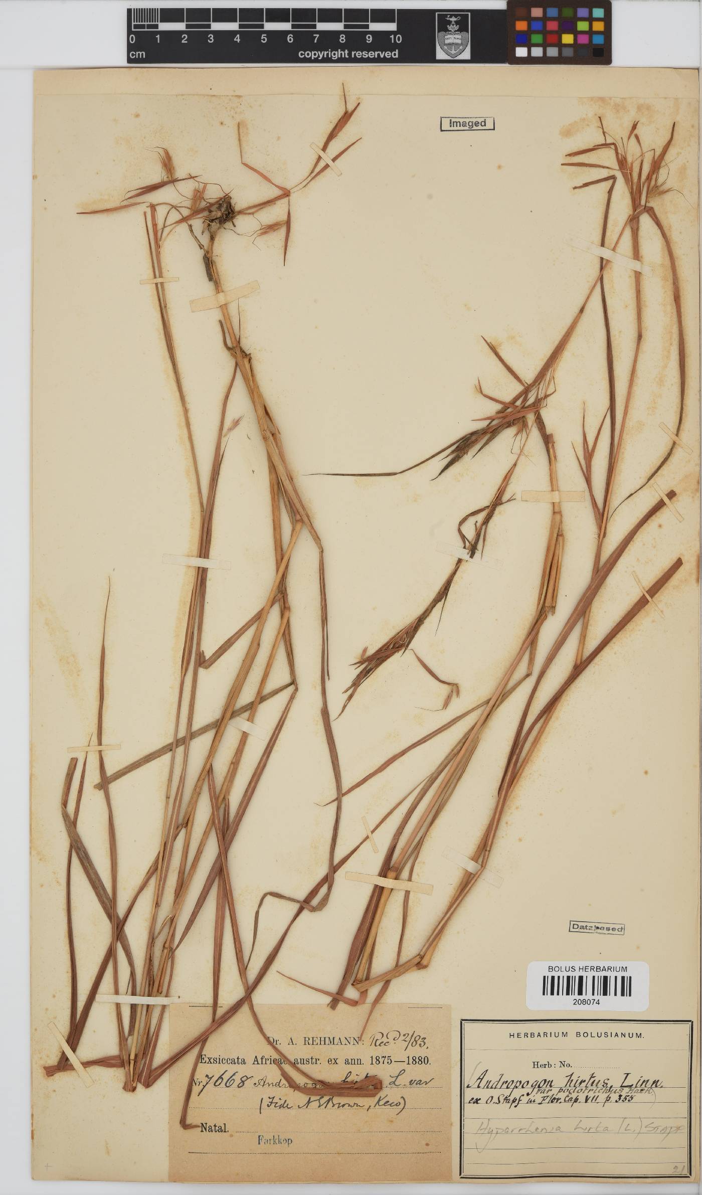 Hyparrhenia hirta image