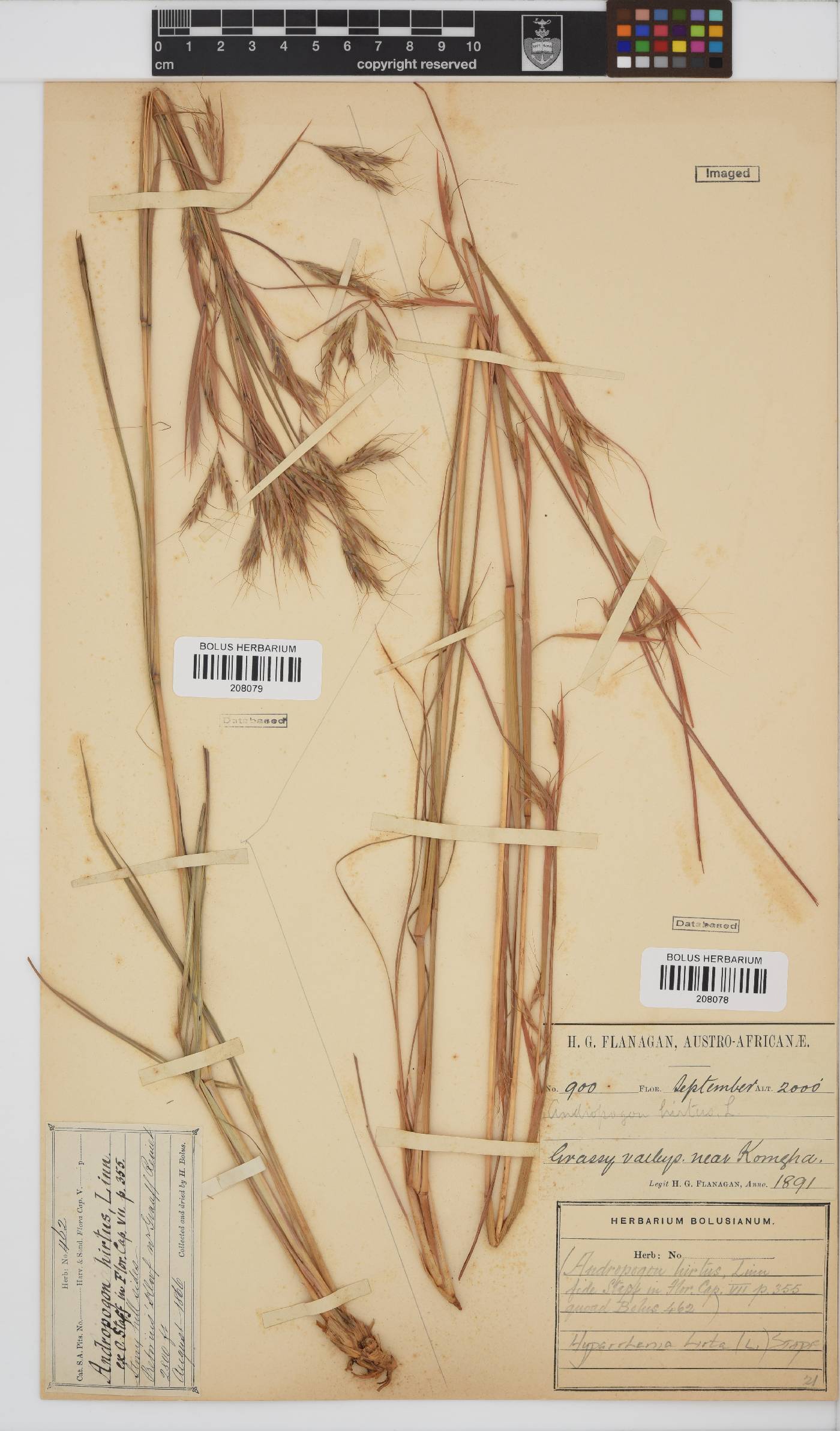 Hyparrhenia image