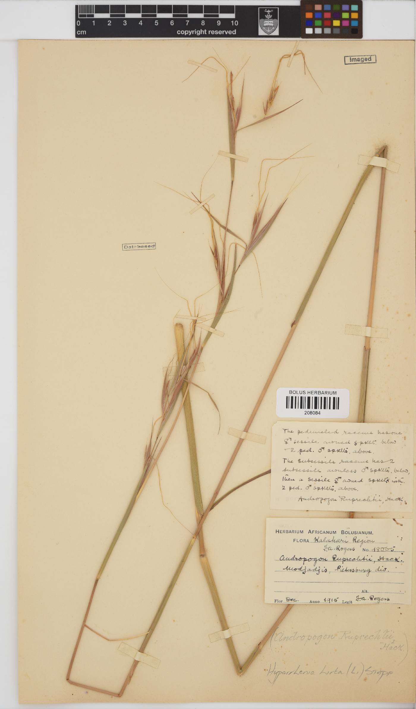 Hyparrhenia hirta image