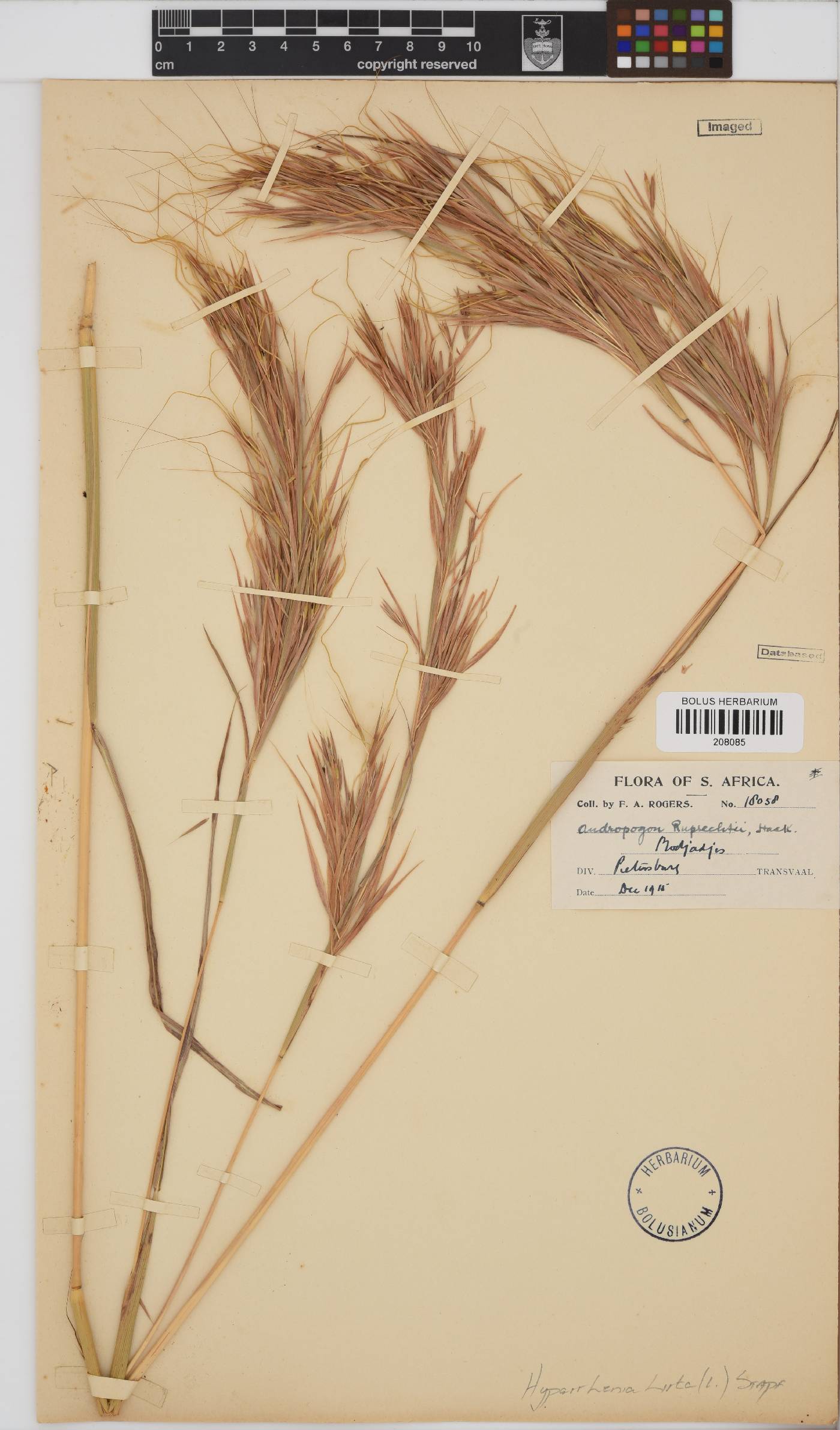 Hyparrhenia hirta image