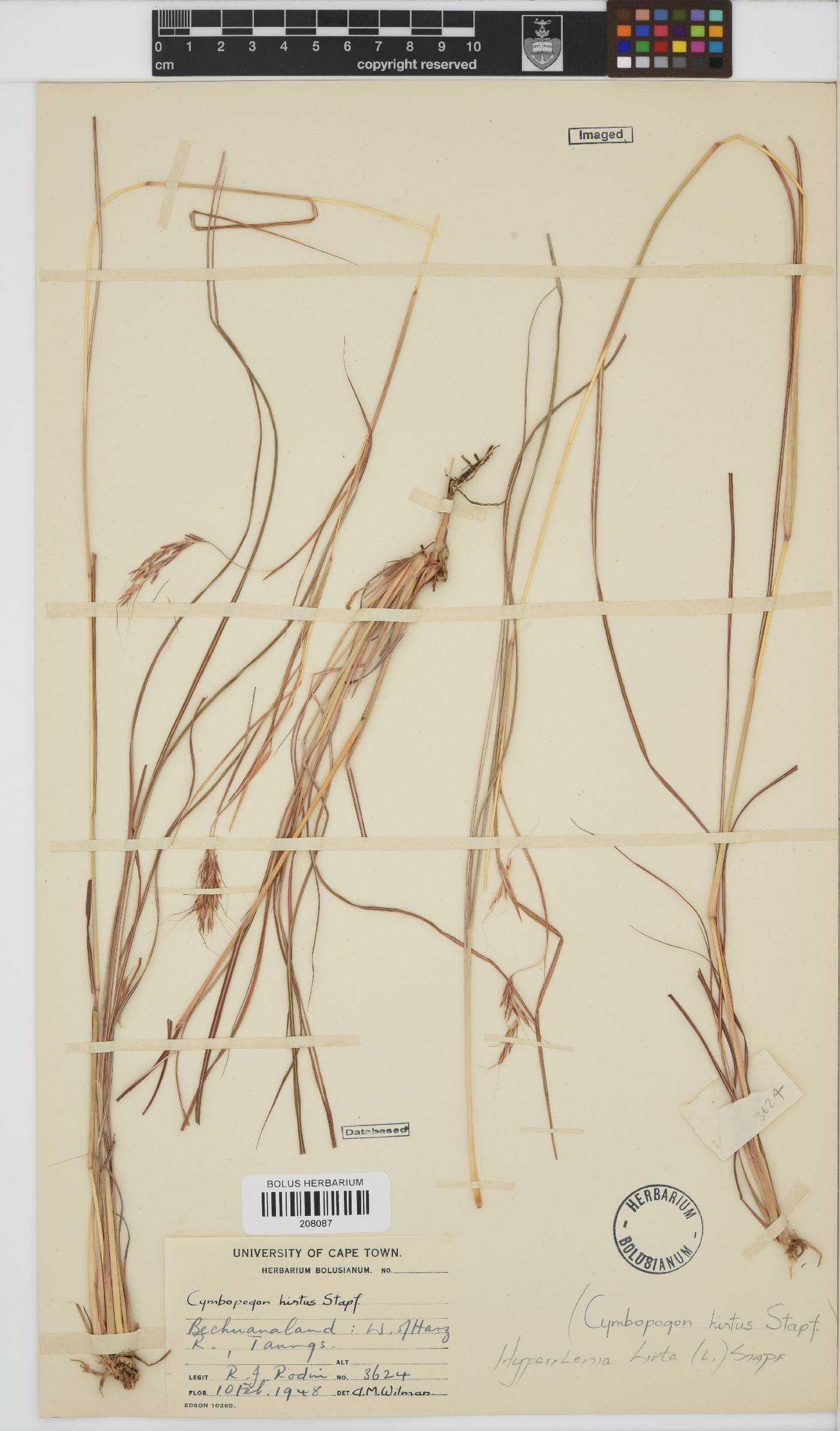 Hyparrhenia hirta image