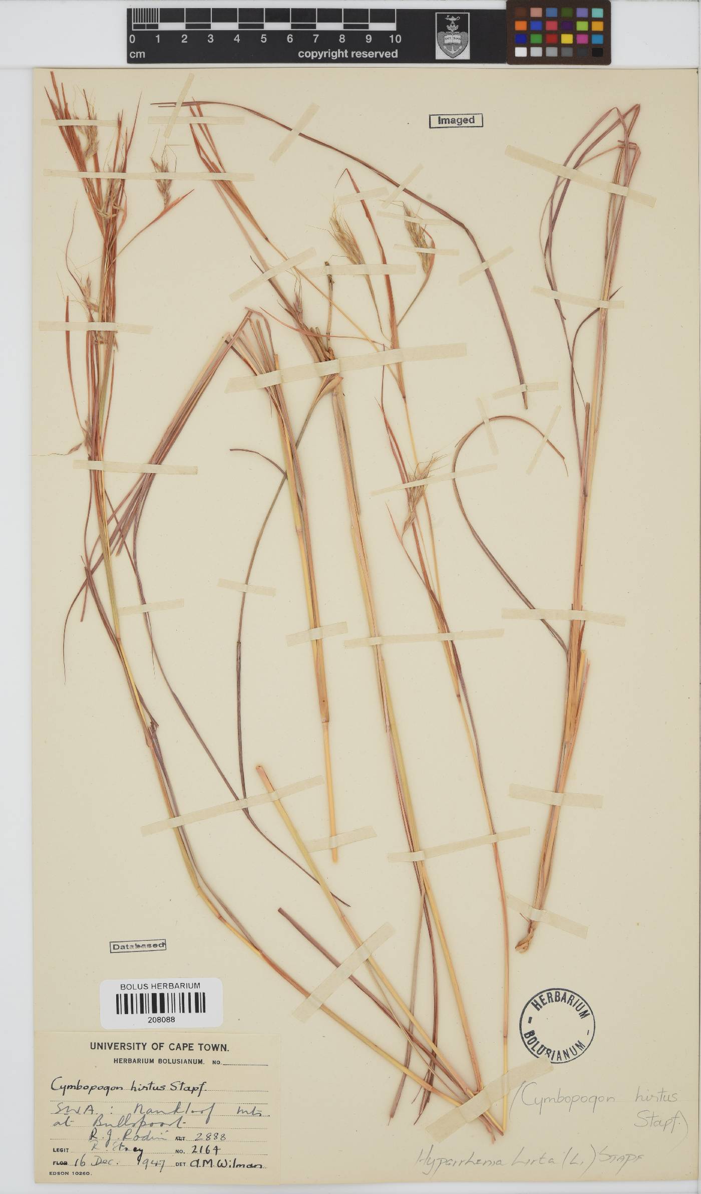 Hyparrhenia hirta image