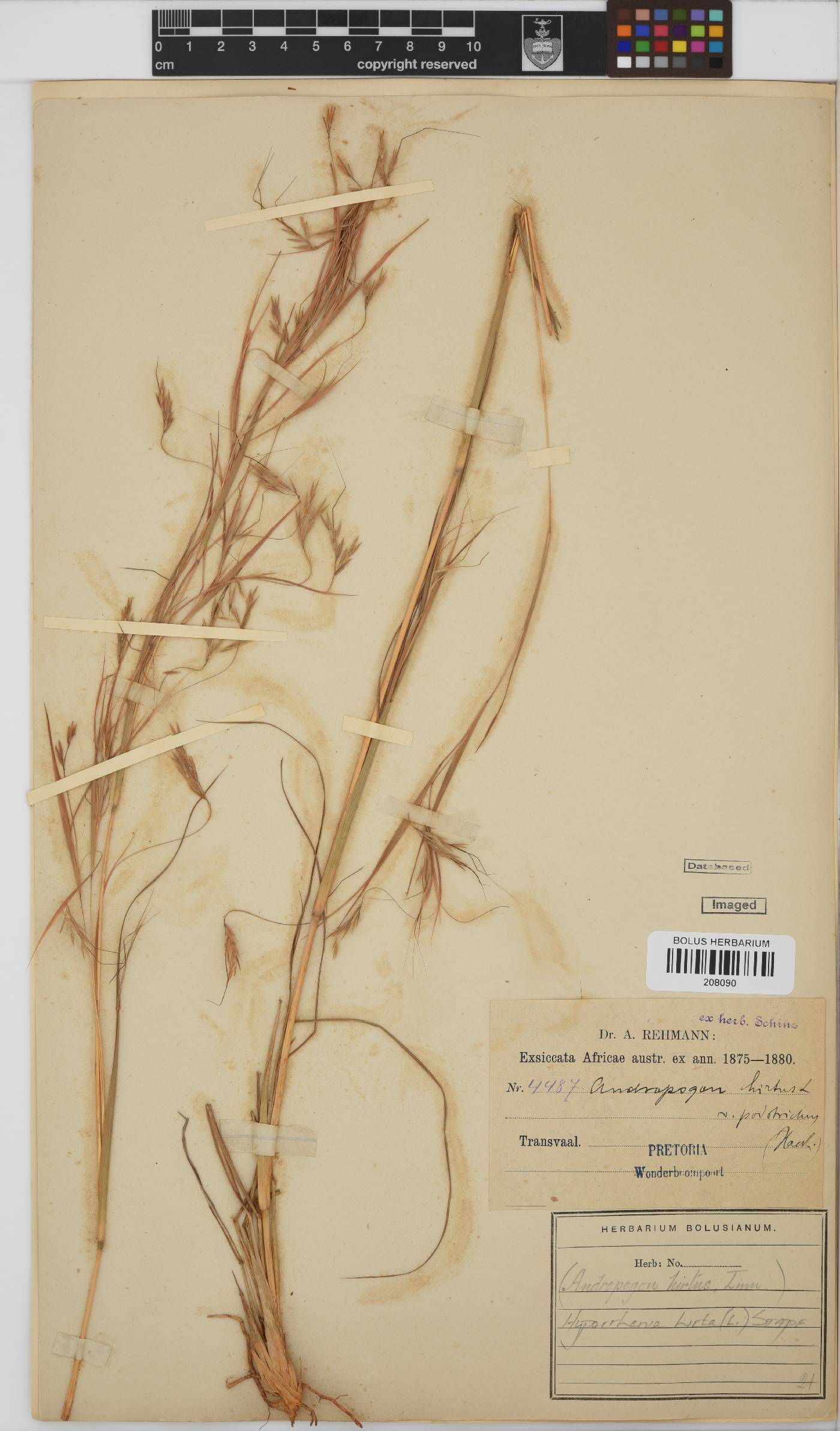 Hyparrhenia hirta image