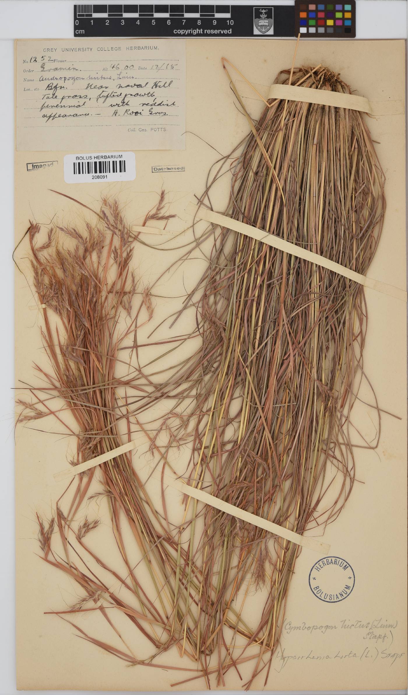 Hyparrhenia hirta image
