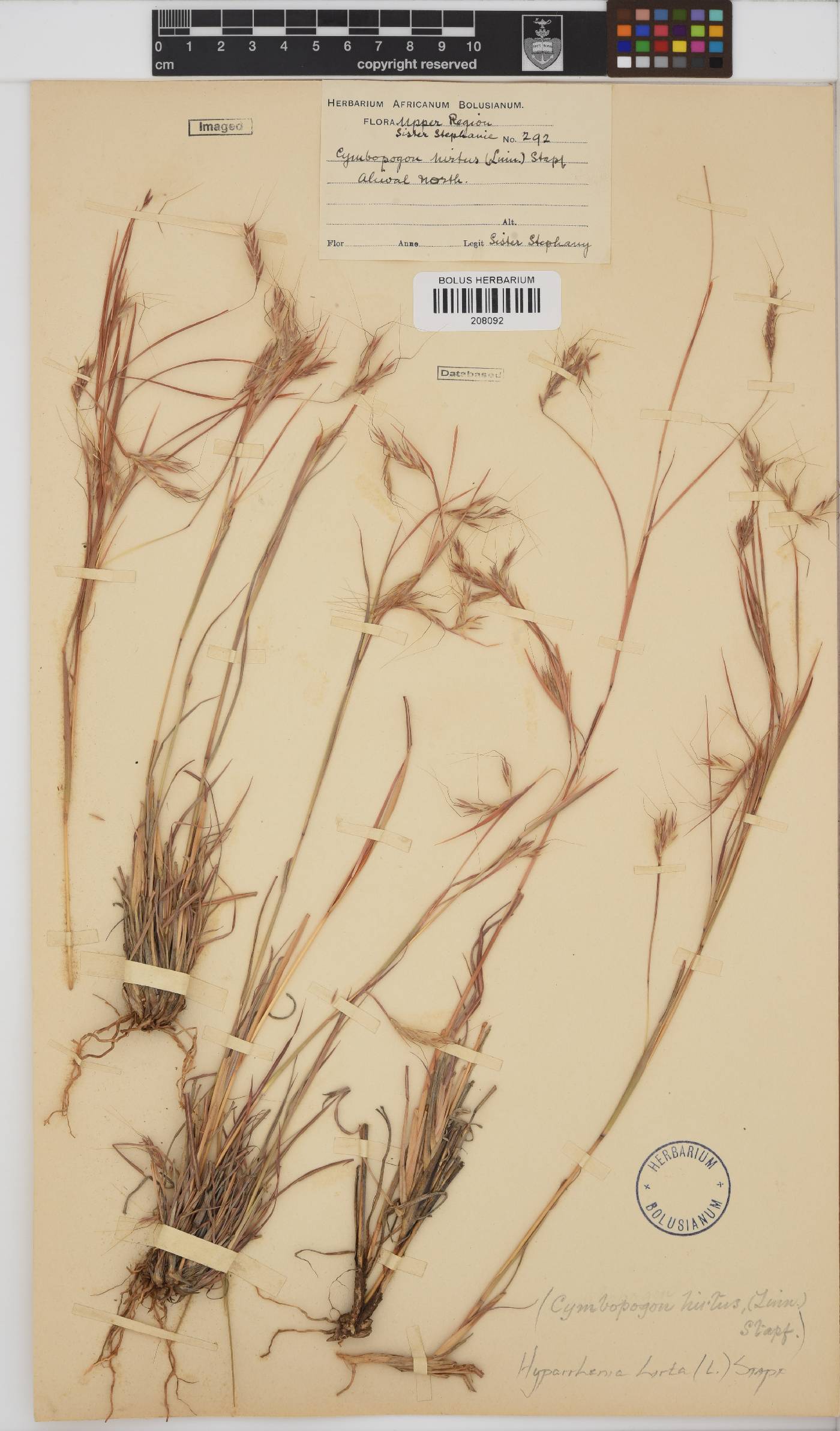 Hyparrhenia hirta image