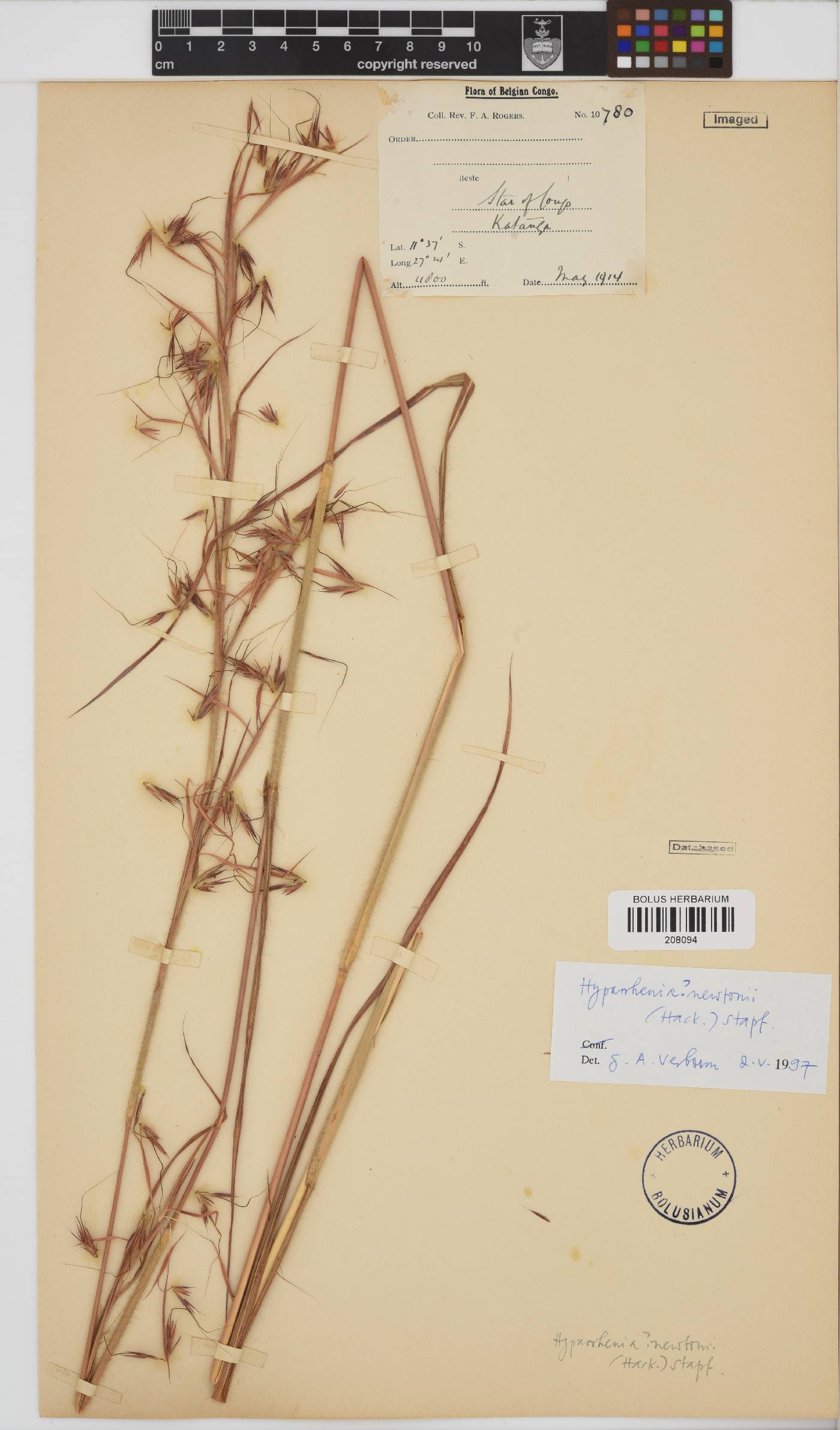 Hyparrhenia newtonii image