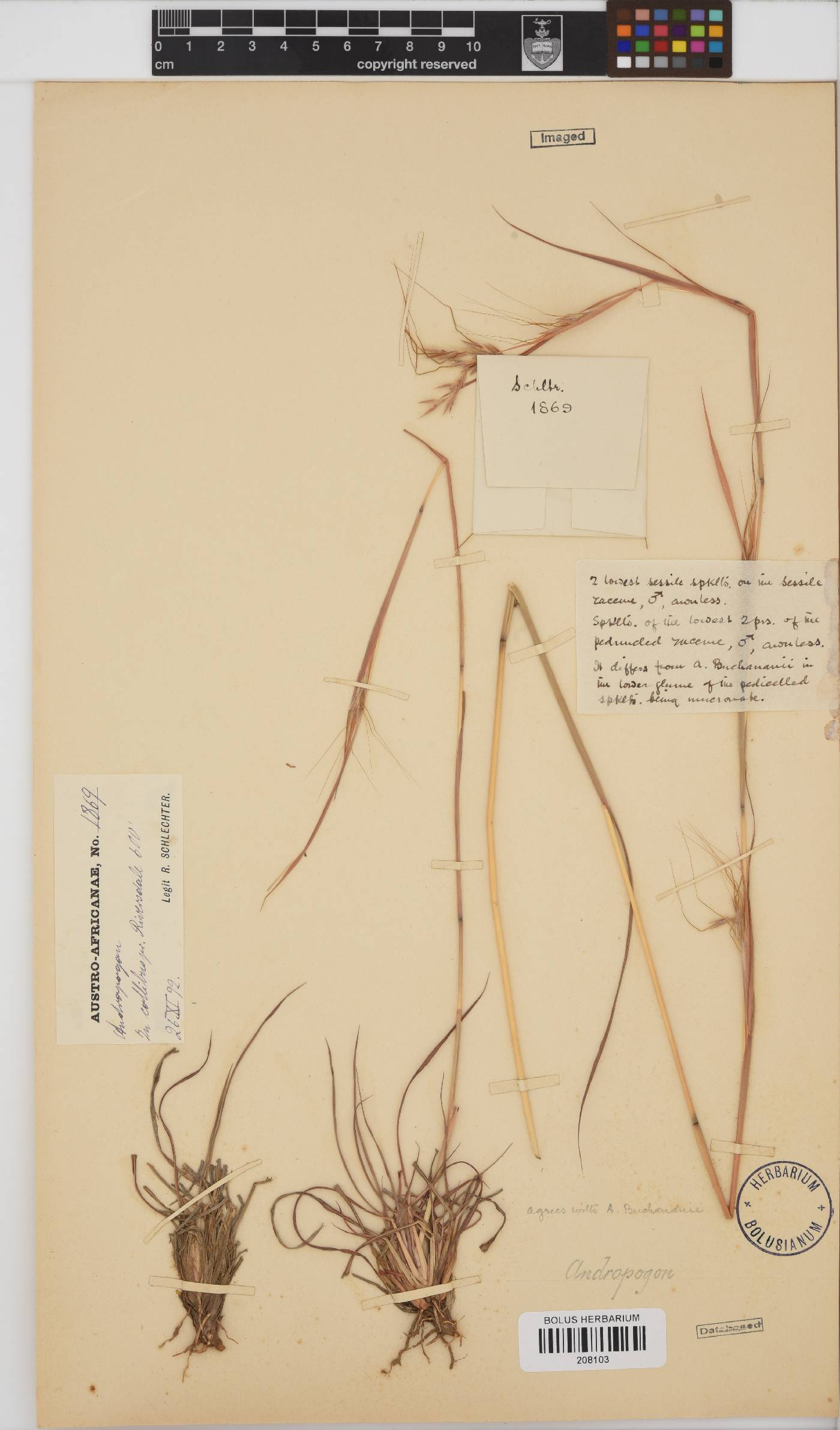 Hyparrhenia poecilotricha image