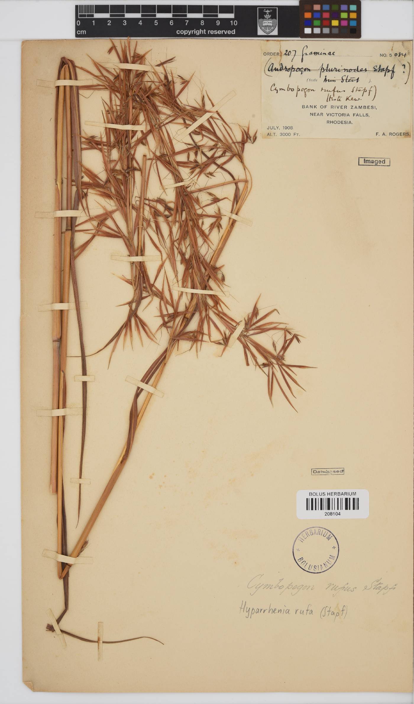 Hyparrhenia rufa image