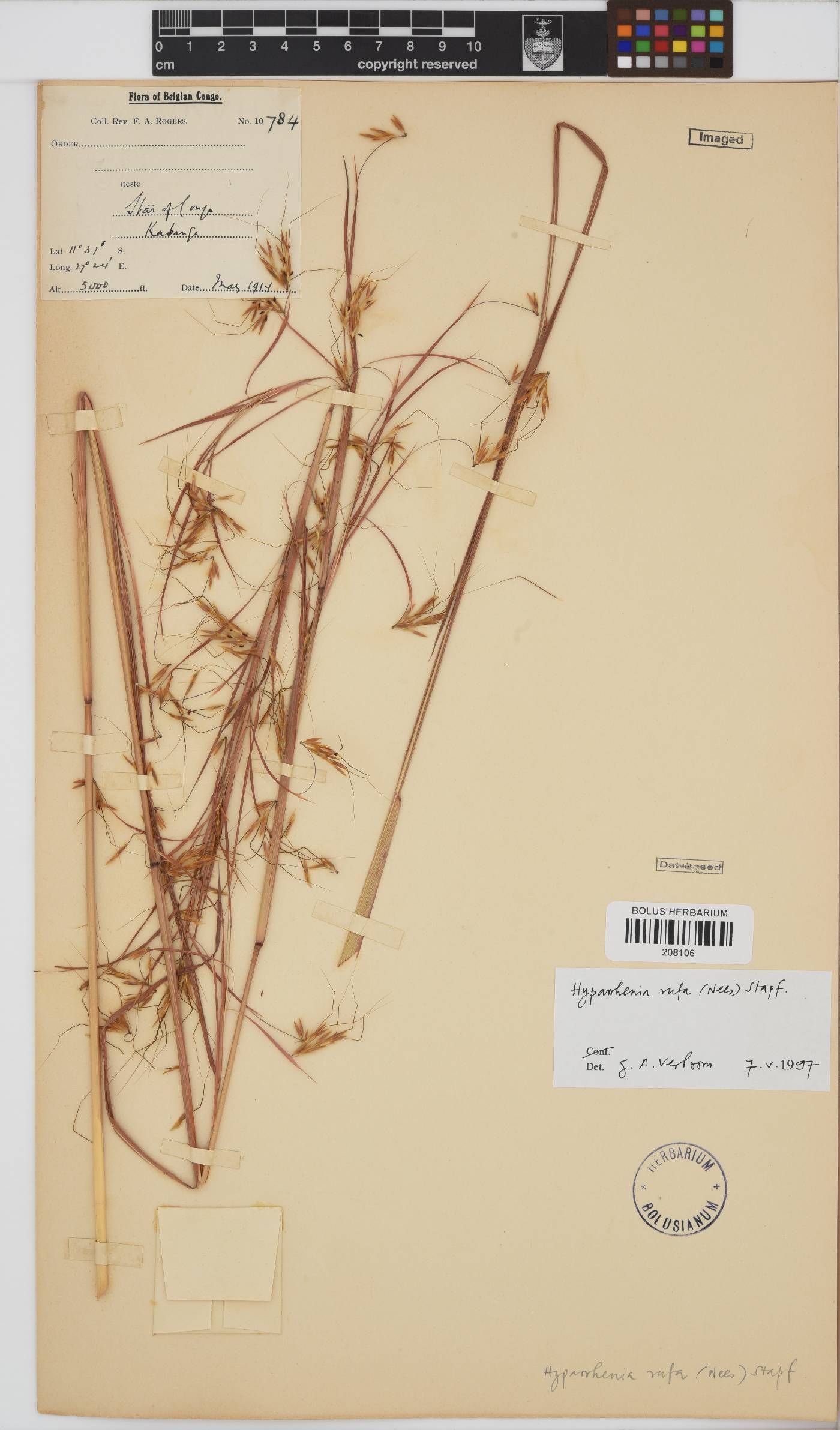 Hyparrhenia rufa image