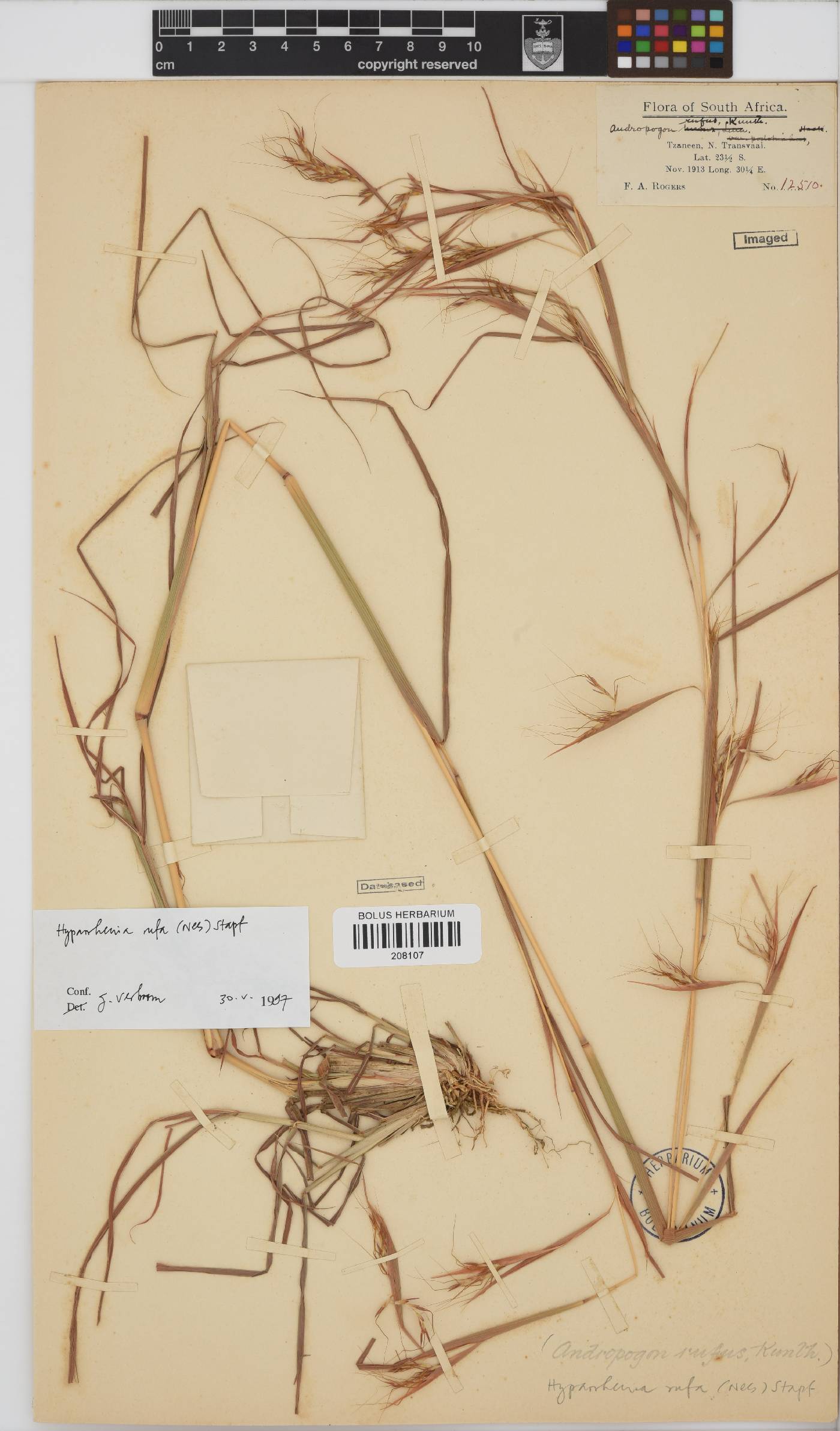 Hyparrhenia rufa image