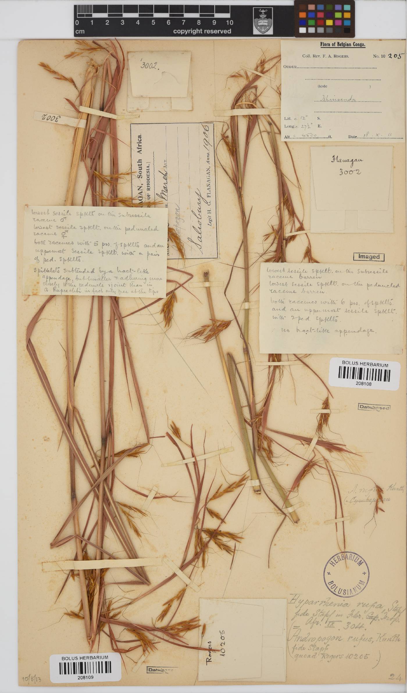 Hyparrhenia rufa image