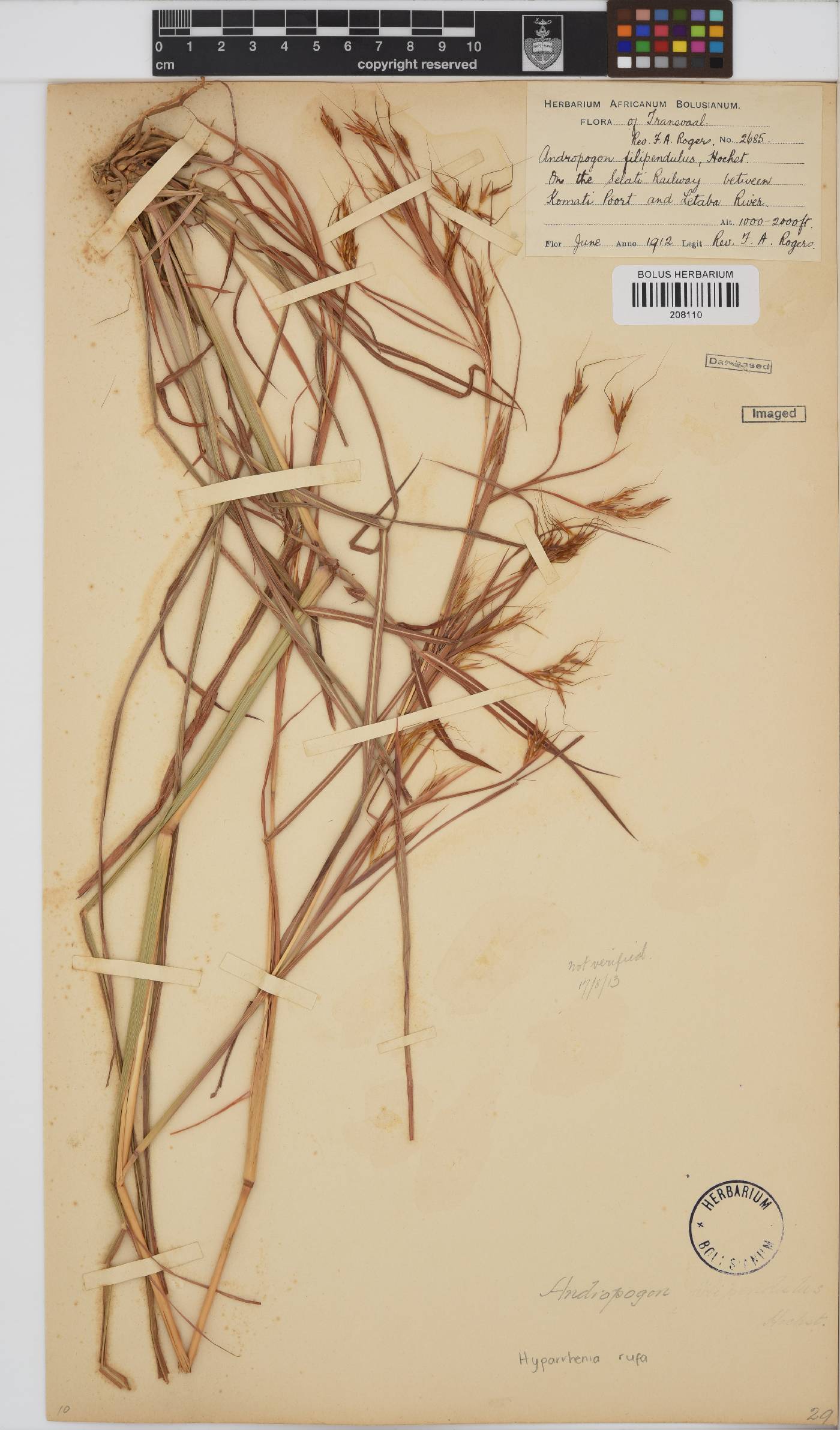 Hyparrhenia rufa image