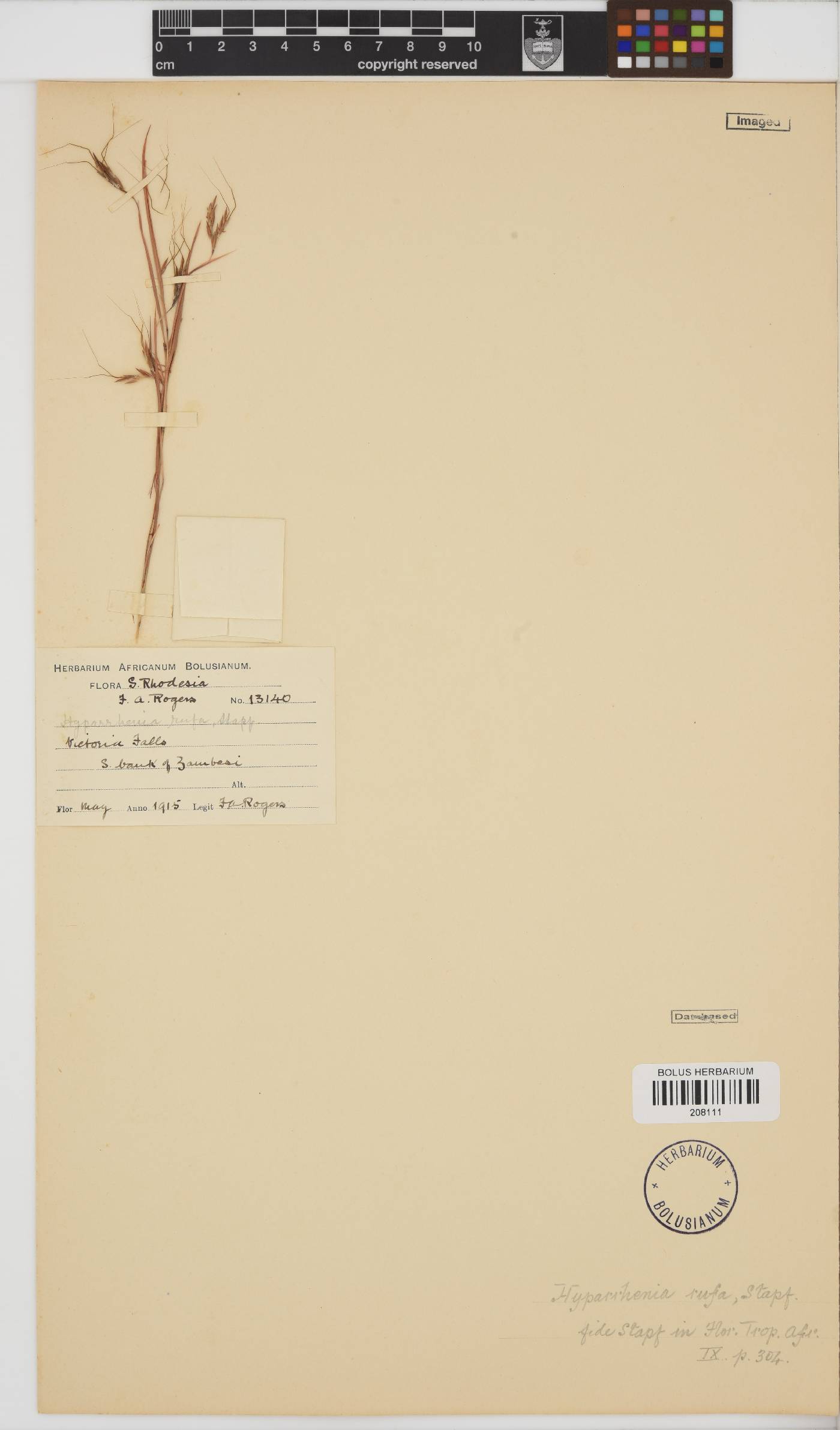 Hyparrhenia rufa image