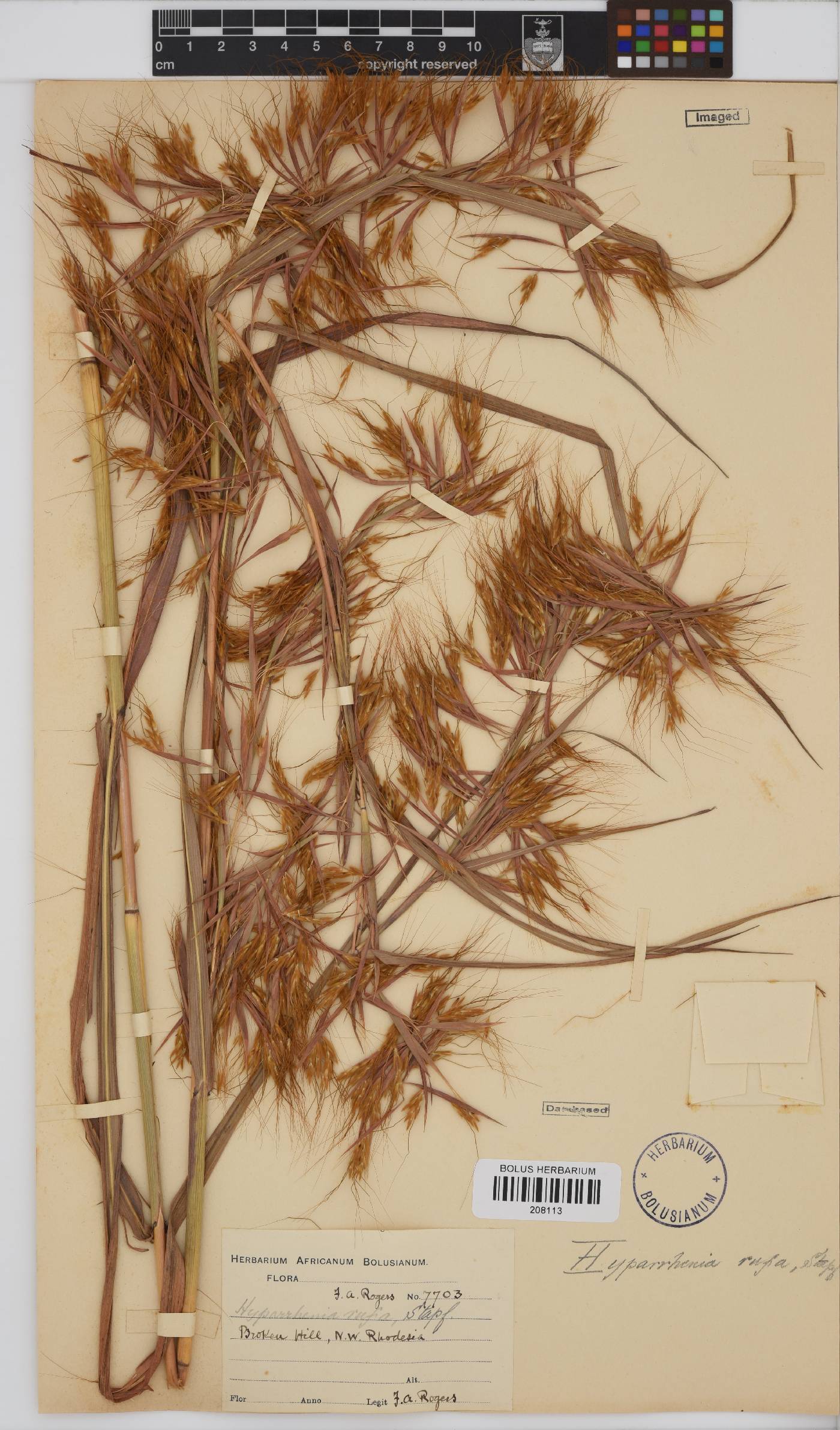 Hyparrhenia rufa image