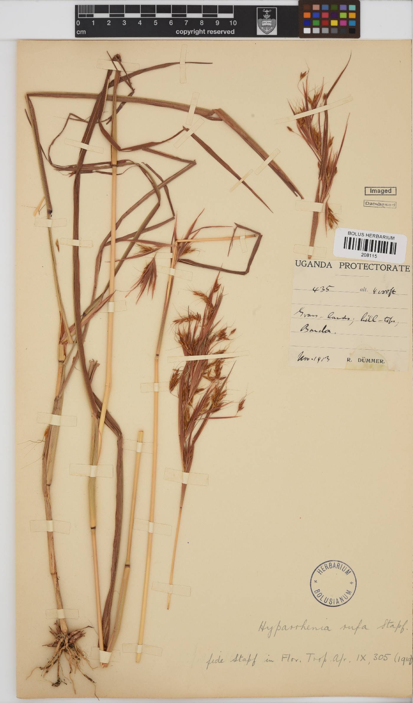 Hyparrhenia rufa image