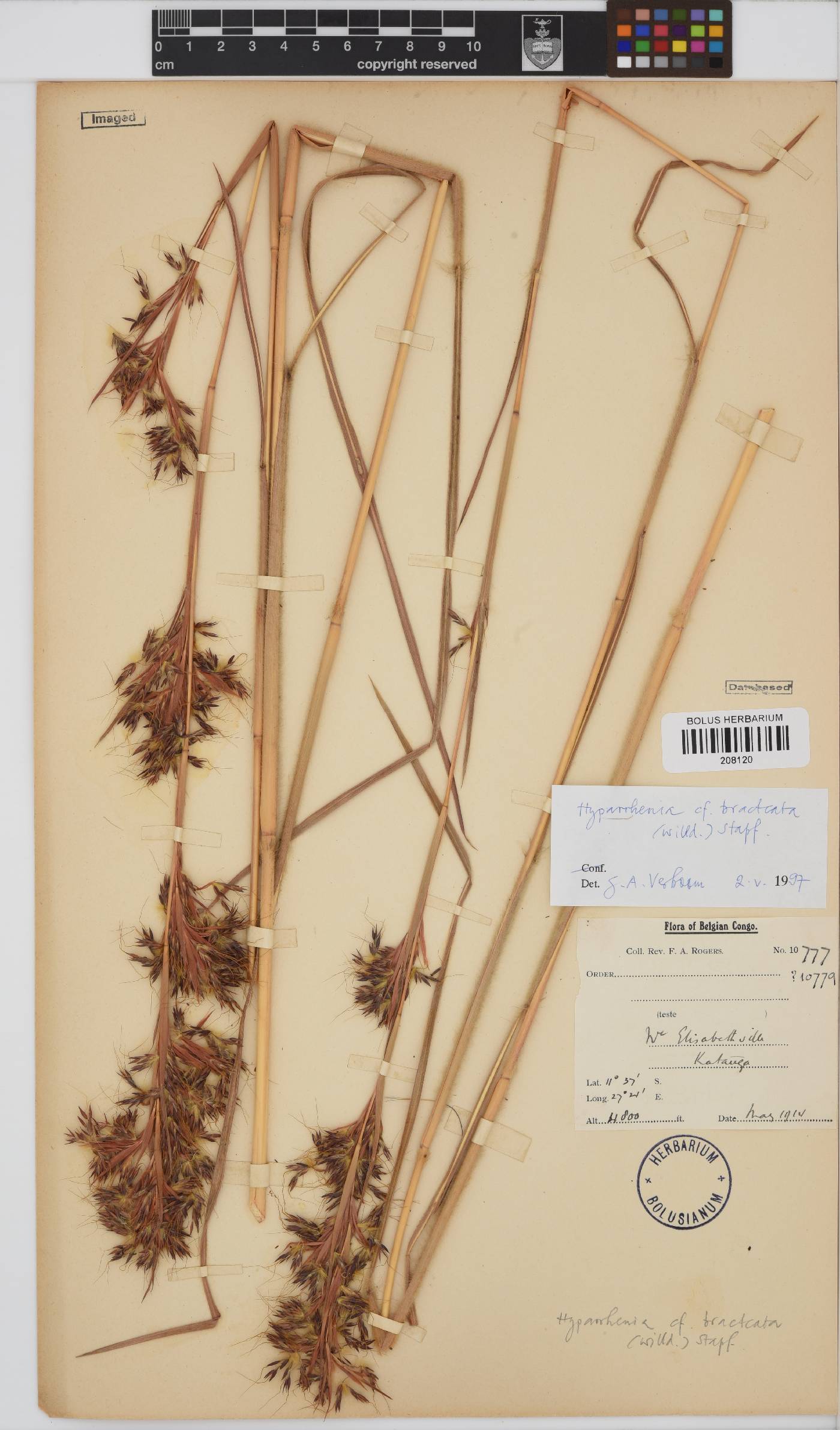 Hyparrhenia bracteata image