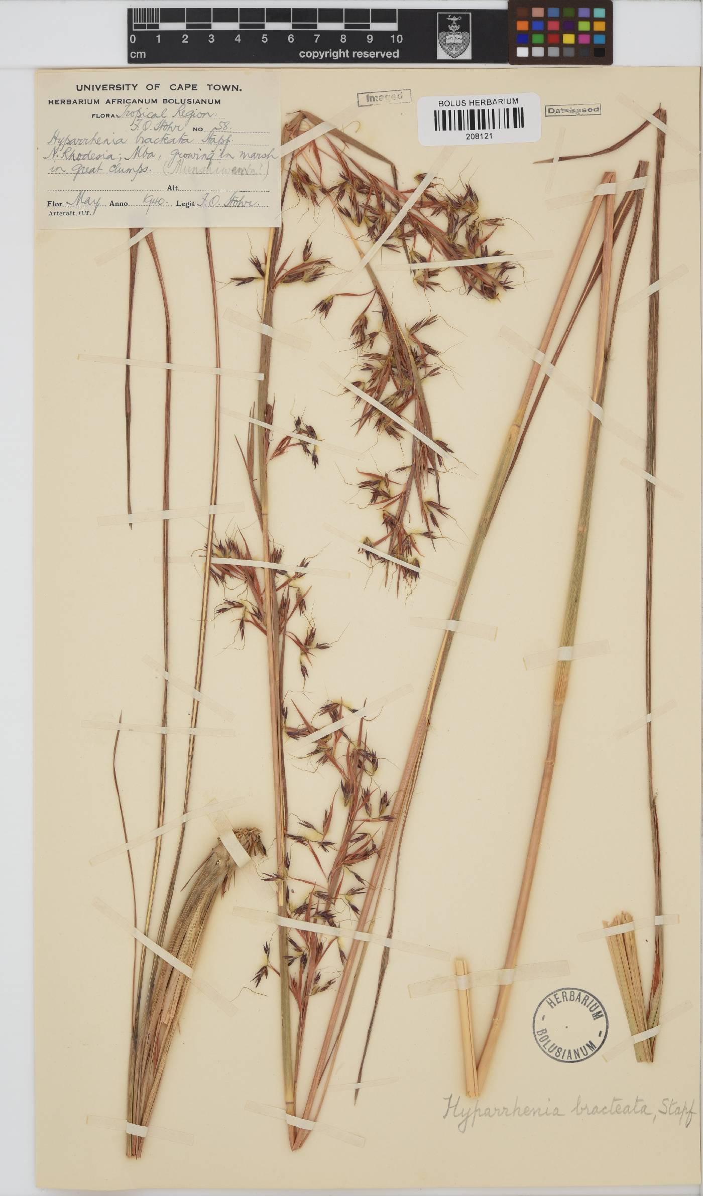 Hyparrhenia bracteata image