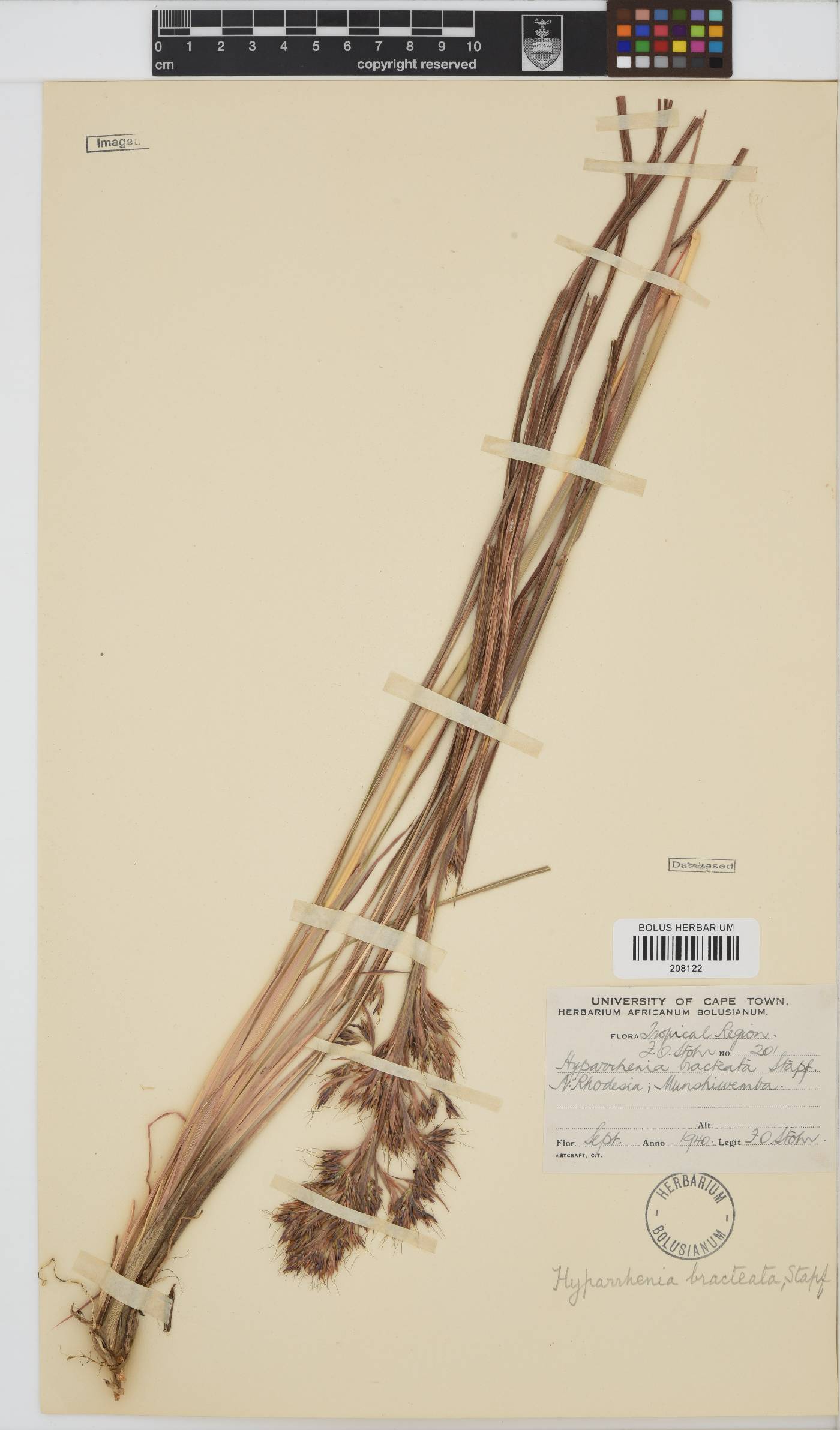 Hyparrhenia bracteata image