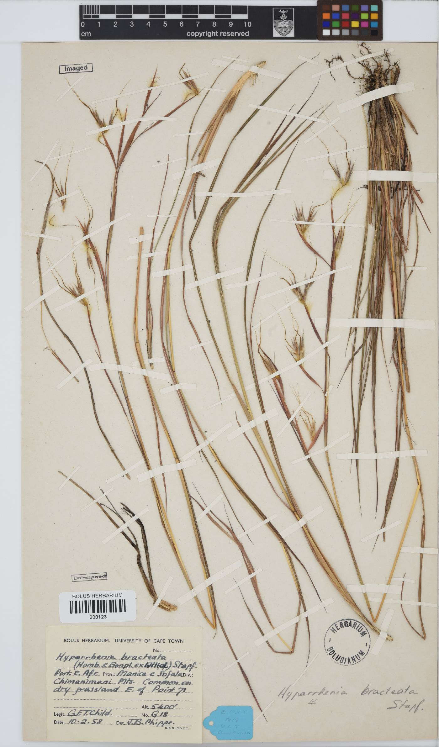 Hyparrhenia image
