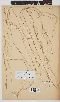 Hyparrhenia mobukensis image