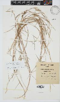 Hyparrhenia mobukensis image