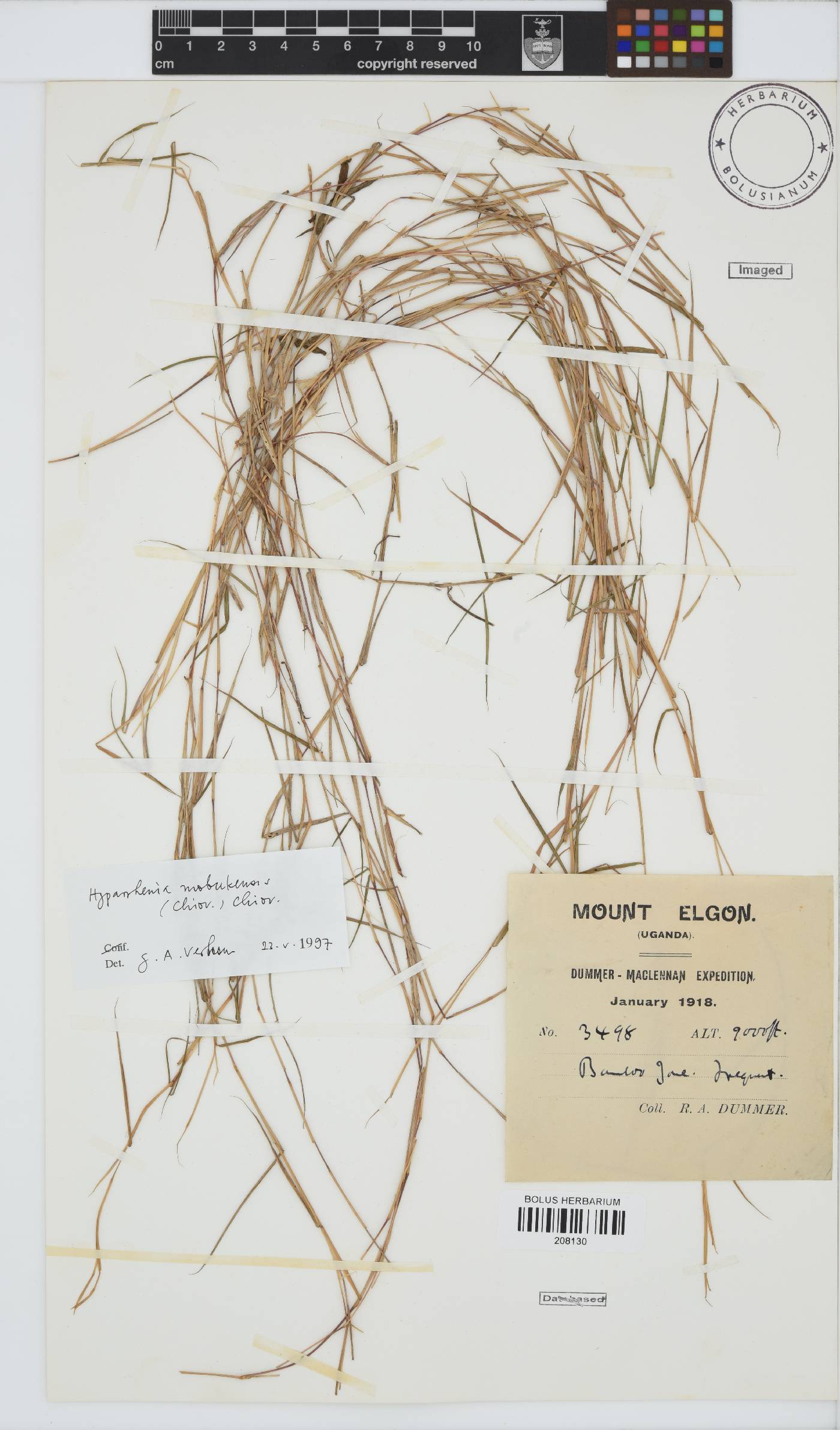 Hyparrhenia mobukensis image