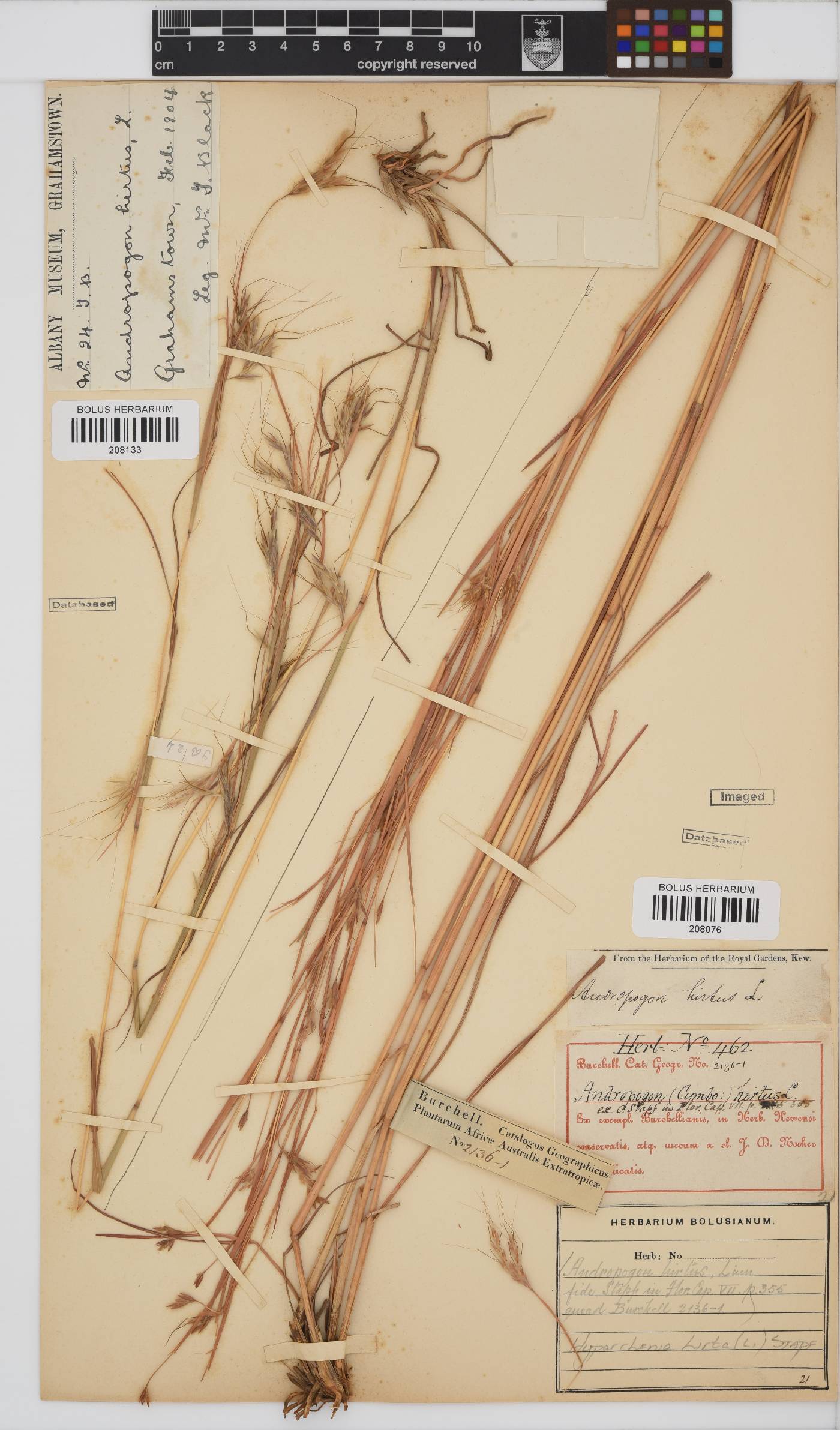 Hyparrhenia hirta image