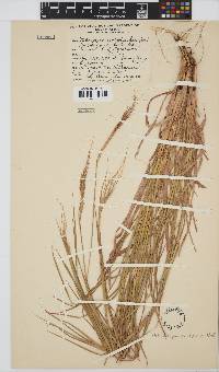 Heteropogon contortus image