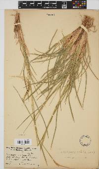 Heteropogon contortus image