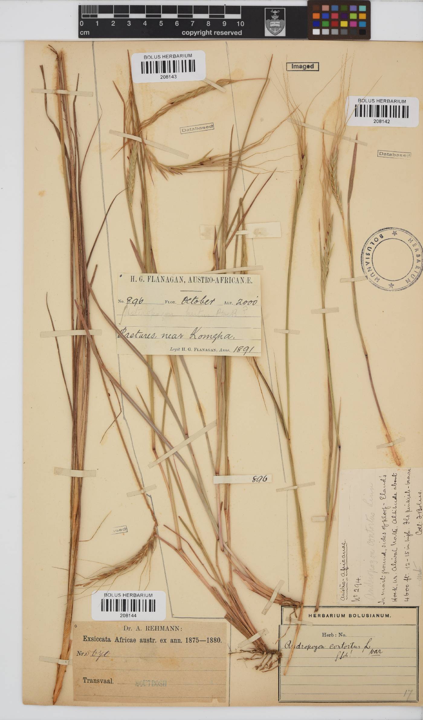 Heteropogon image