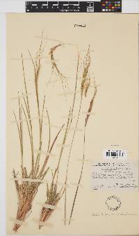 Heteropogon contortus image